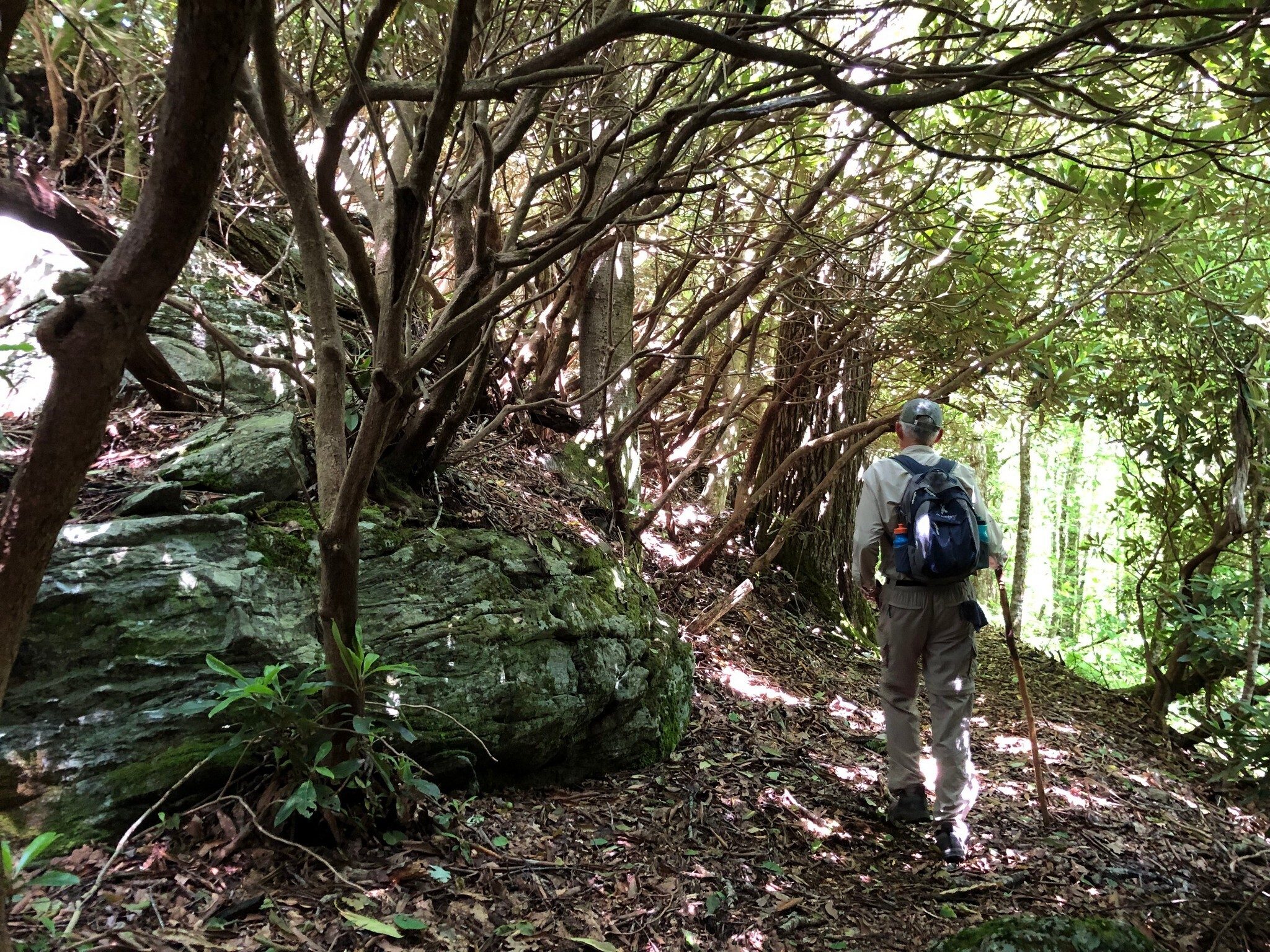 Headed through one of several Rhododendron tunnels. Hope  that bear is not around the corner!