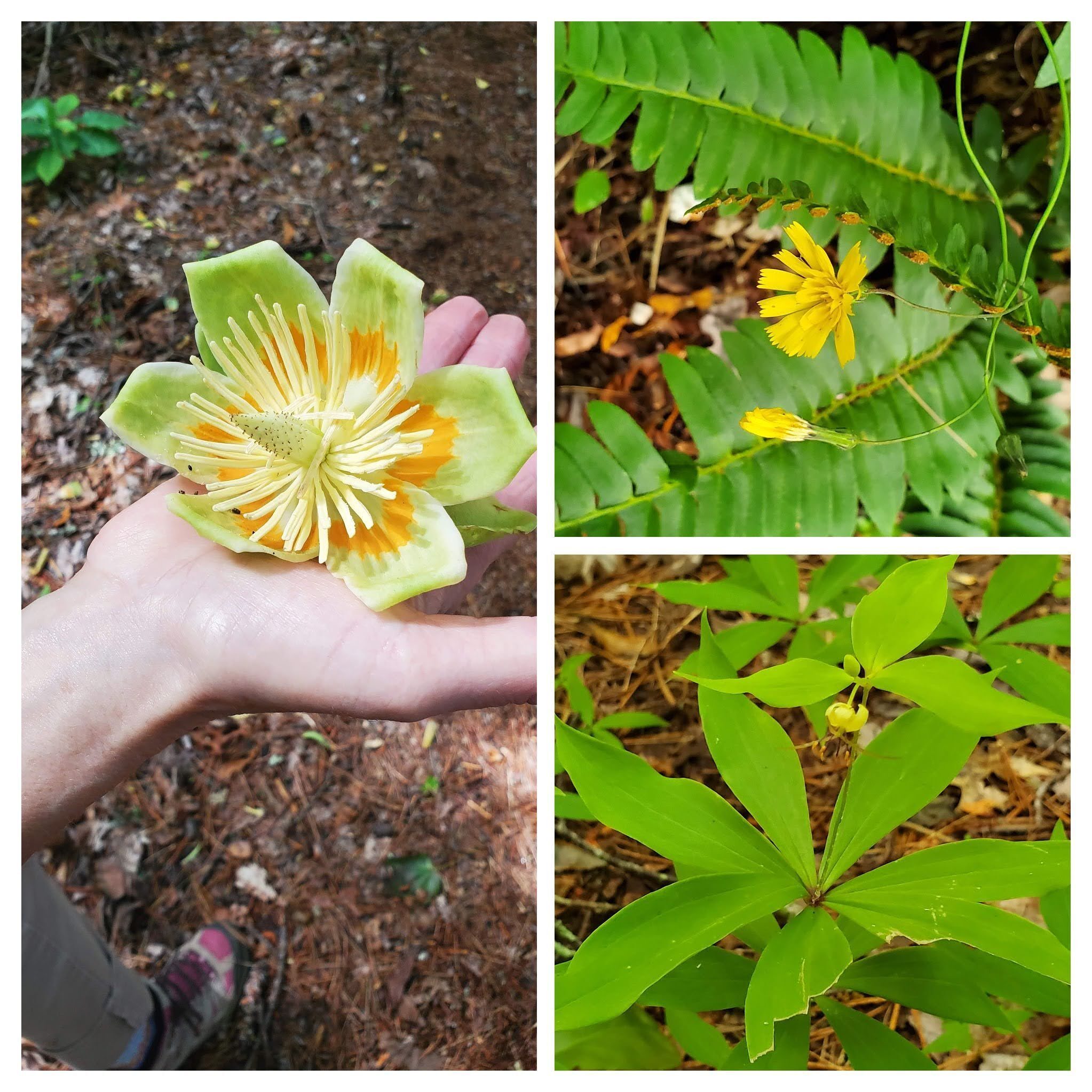 There were some wildflowers with yellow blooms including the large Tulip Poplar bloom.