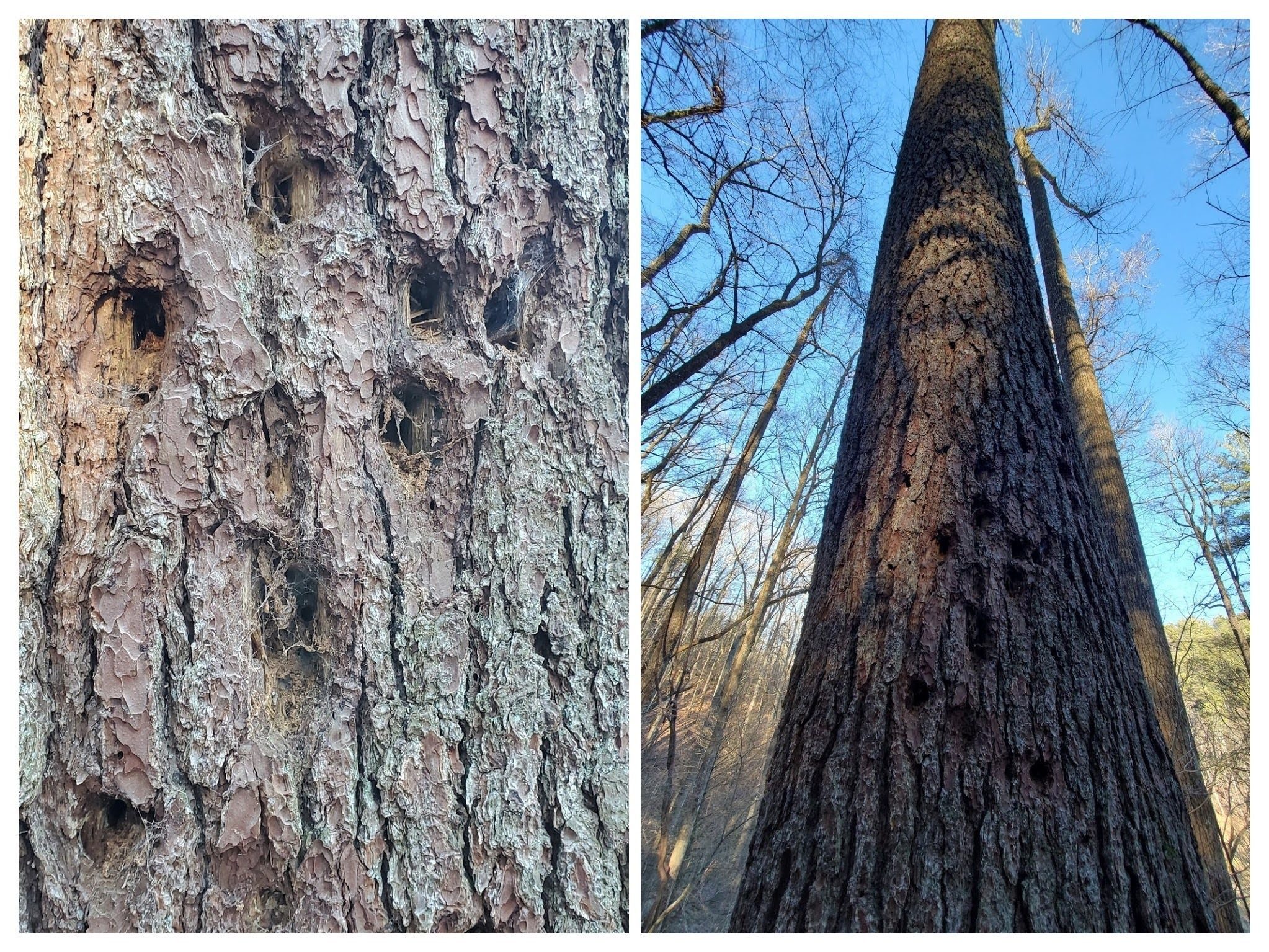 One of the large White Pines along the way.  Looks like the woodpeckers have found it too!