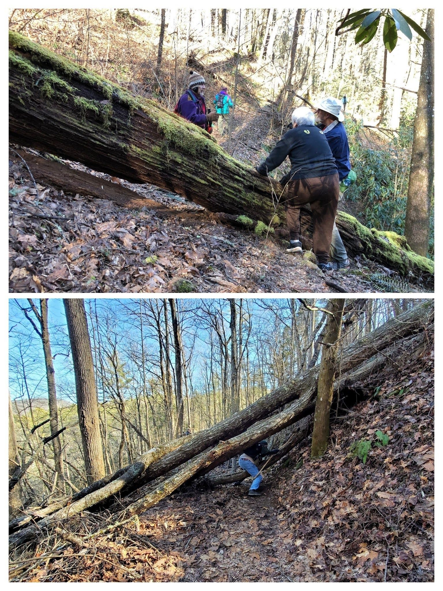 Blowdowns!  Some go over and some go under.