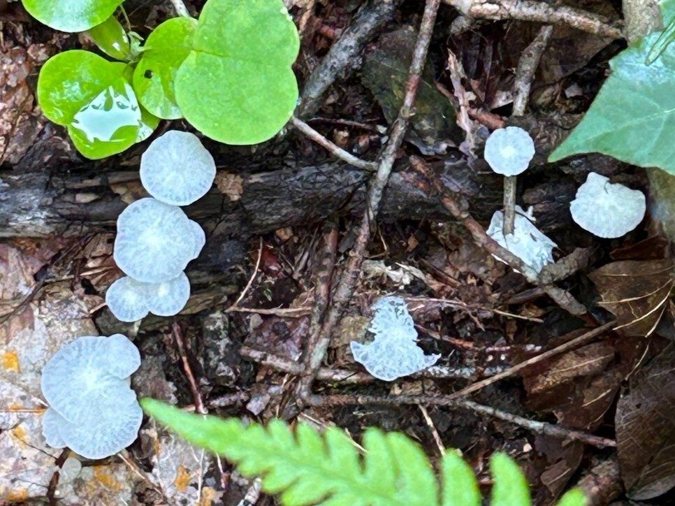Some curious mushrooms.