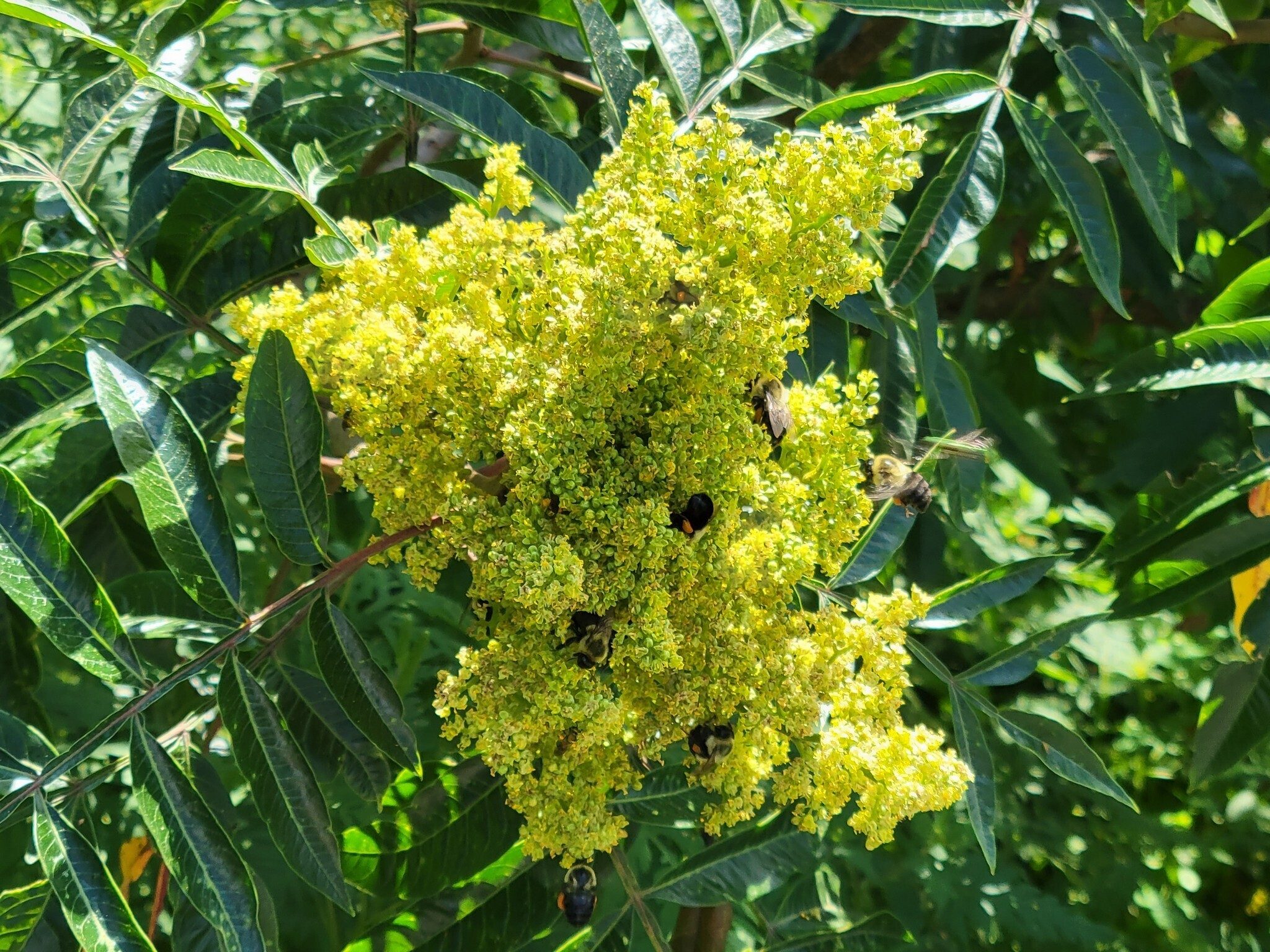 The bees were busy on the Winged Sumac on Preacher's Rock.