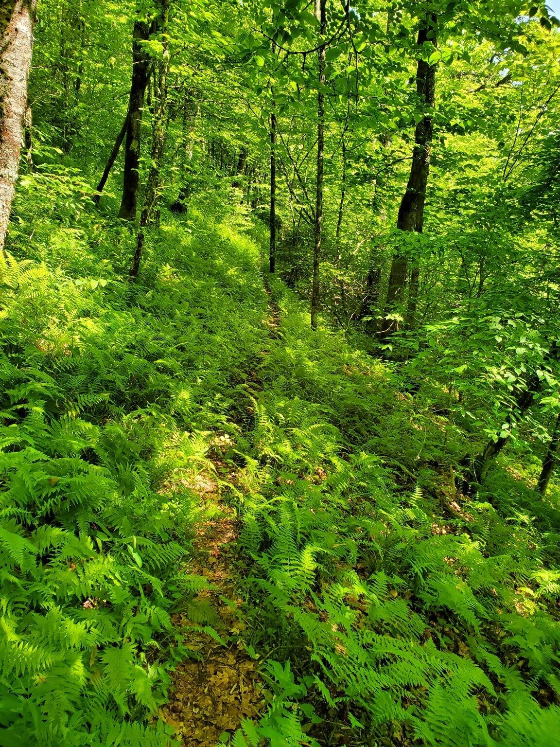 Pretty typical of the trail this time of the year. Just beginning to be overgrown.