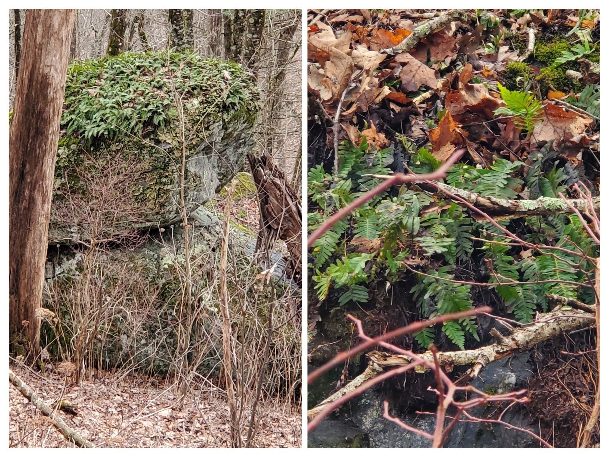 A fair amount of Rock Polypody was seen  too.  This example was on a large boulder balanced on another boulder.
