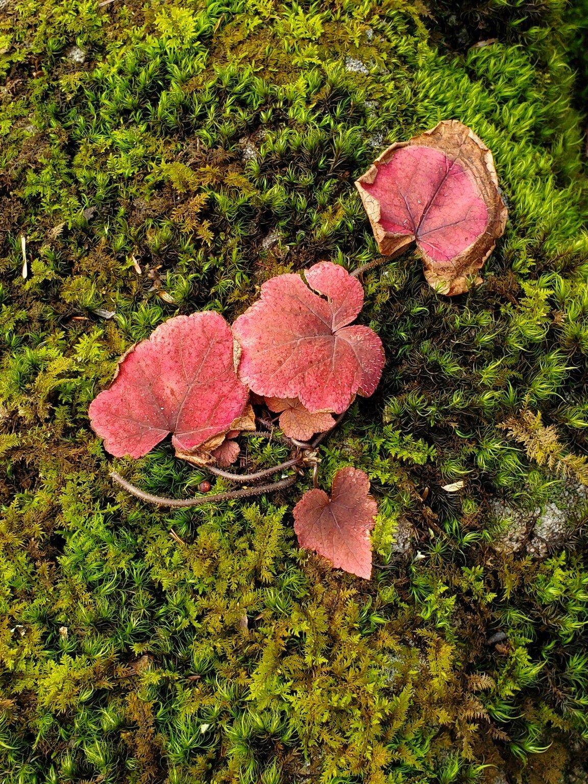 Jane Brown spotted this striking setting.  Not sure what the red leaved plant is???