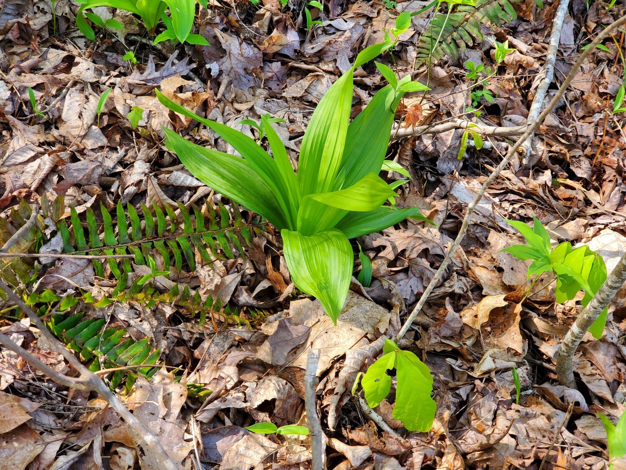 Some False Hellebore