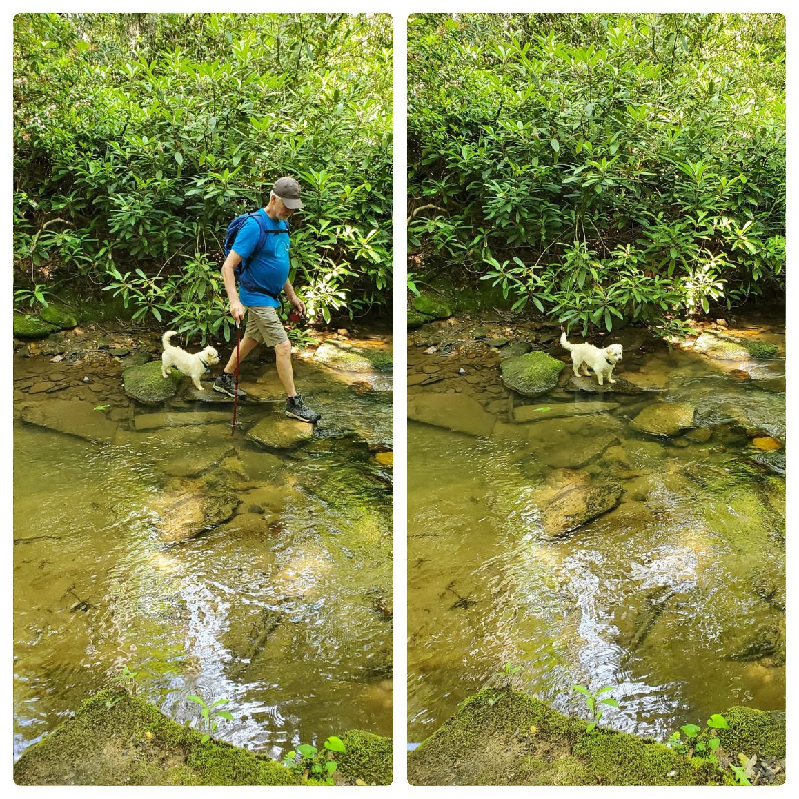 Ken and Cutie Pie about to make the stream crossing . . . . but Cutie Pie is not so sure.  He  later jumped in and swam across.