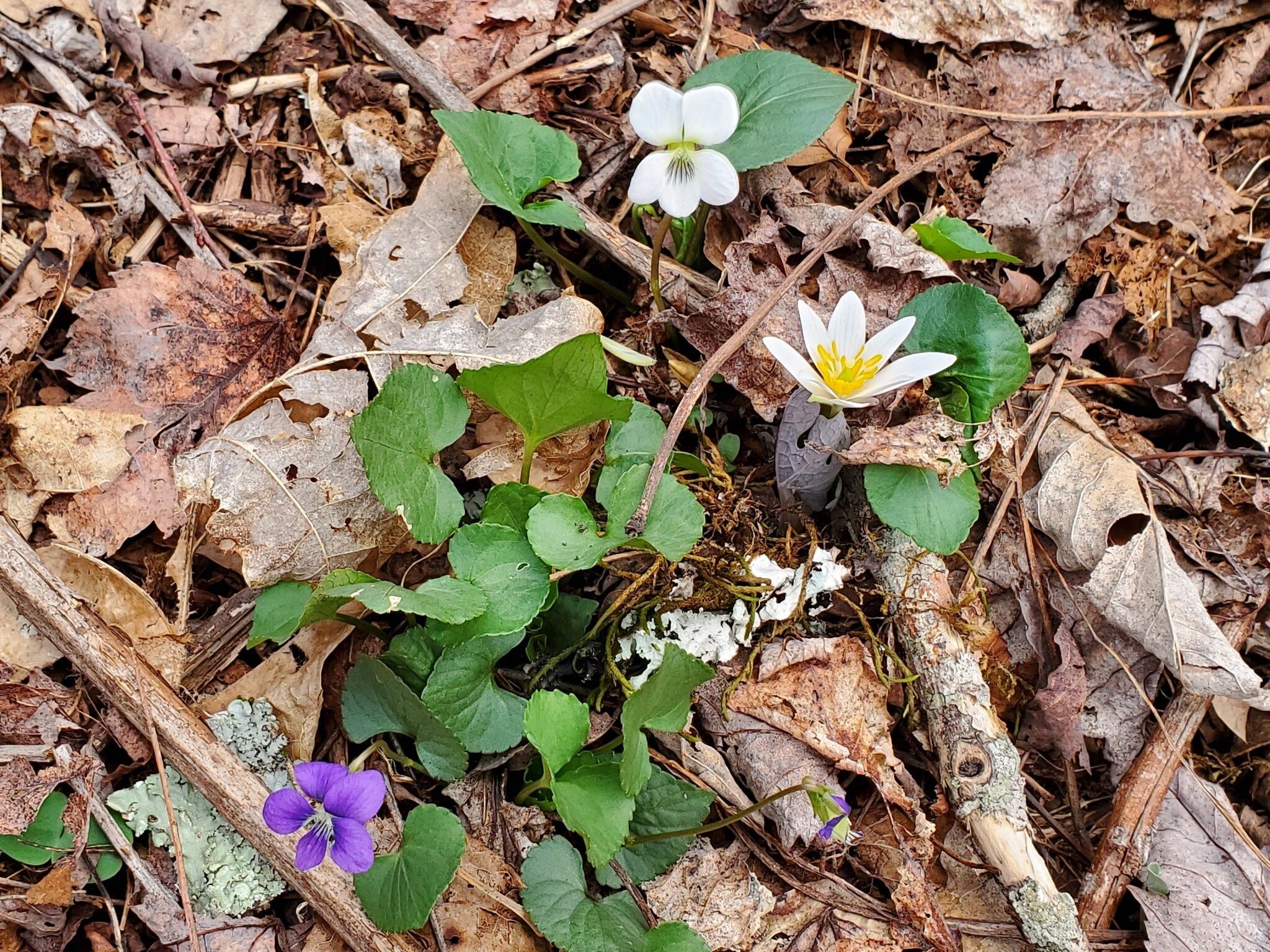 Nature put together this last wildflower photo of two types of Violets and Bloodroot growing together.