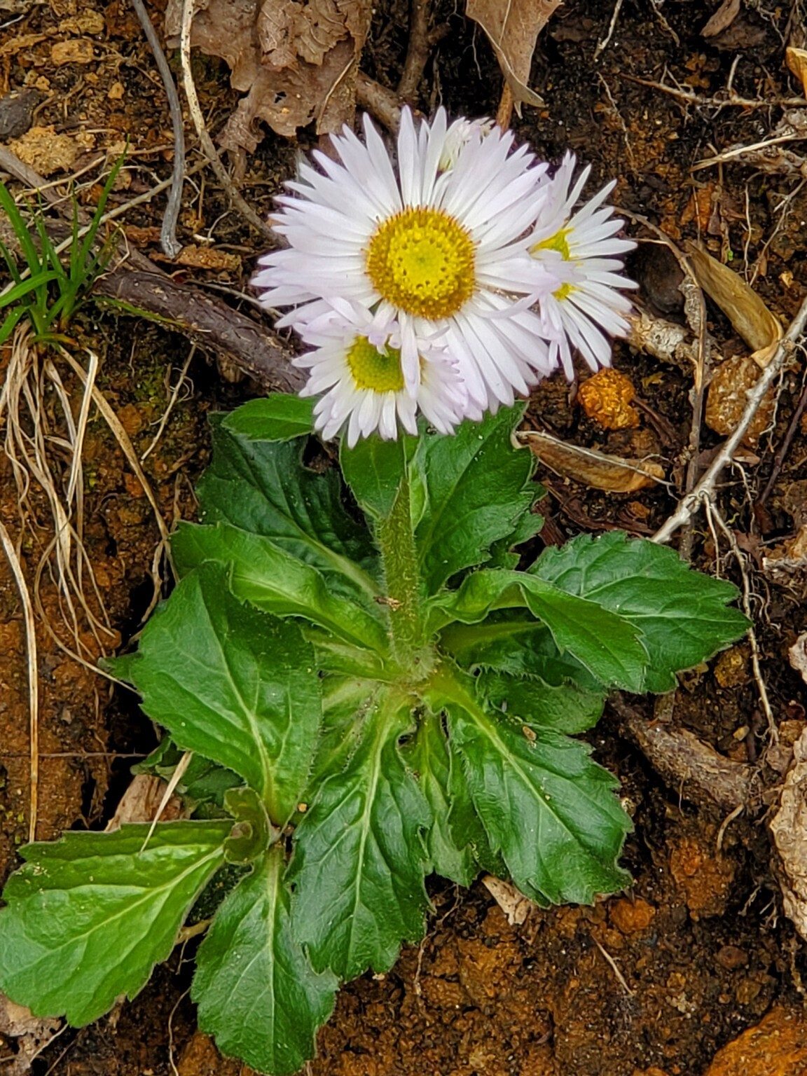 Robin's Plantain, a.k.a. Daisy Fleabane,  is not always this healthy looking.