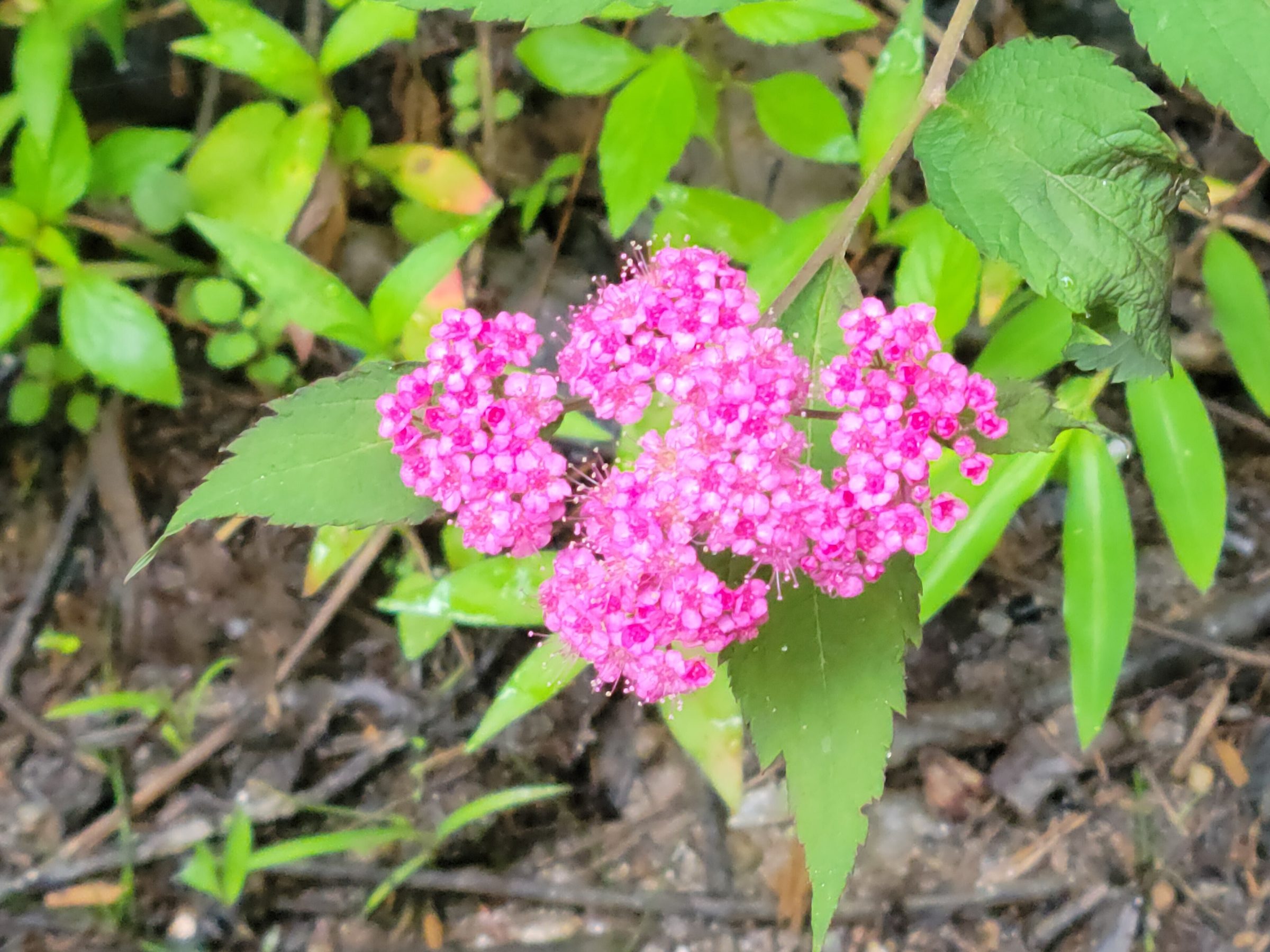 Lots of this Japanese Spirea along much of the trail.