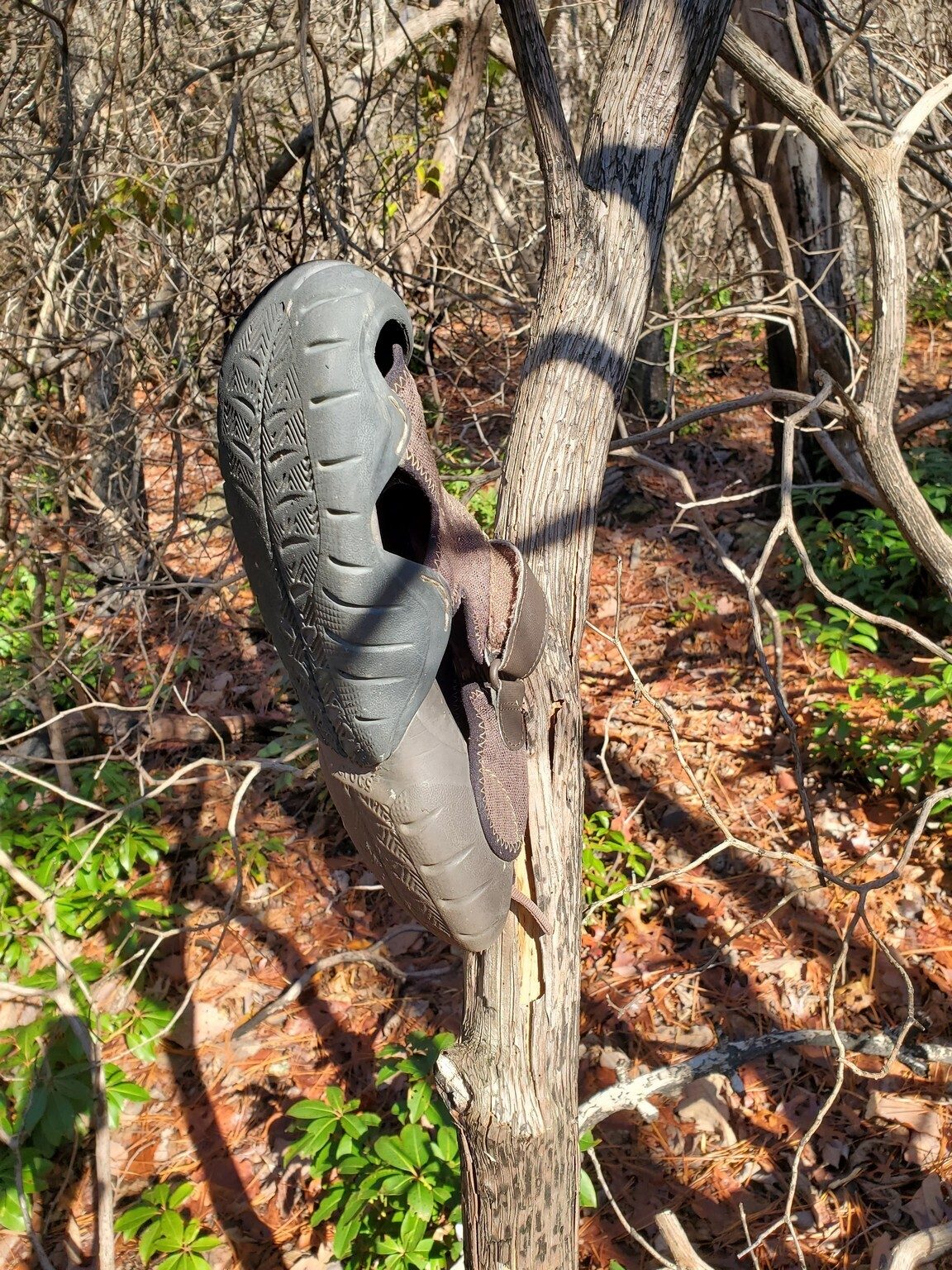 Hmm?  Don't know what to make of this sandel hanging in the tree by the trail.