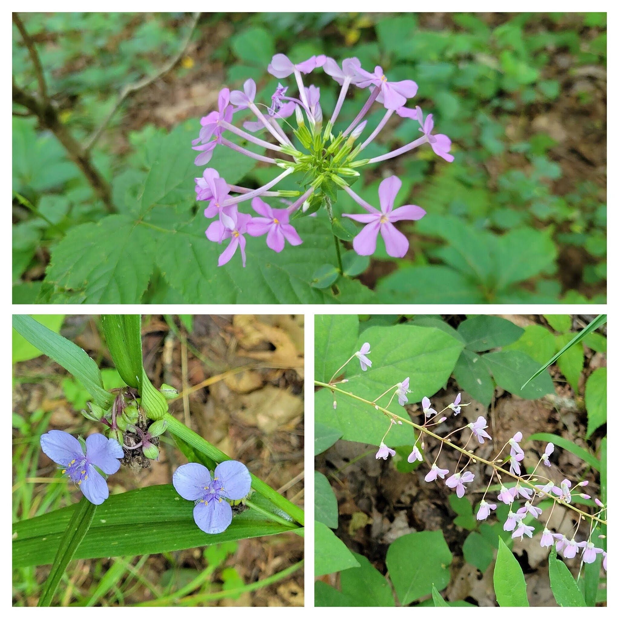Some of the first and dominate wildflowers seen today.