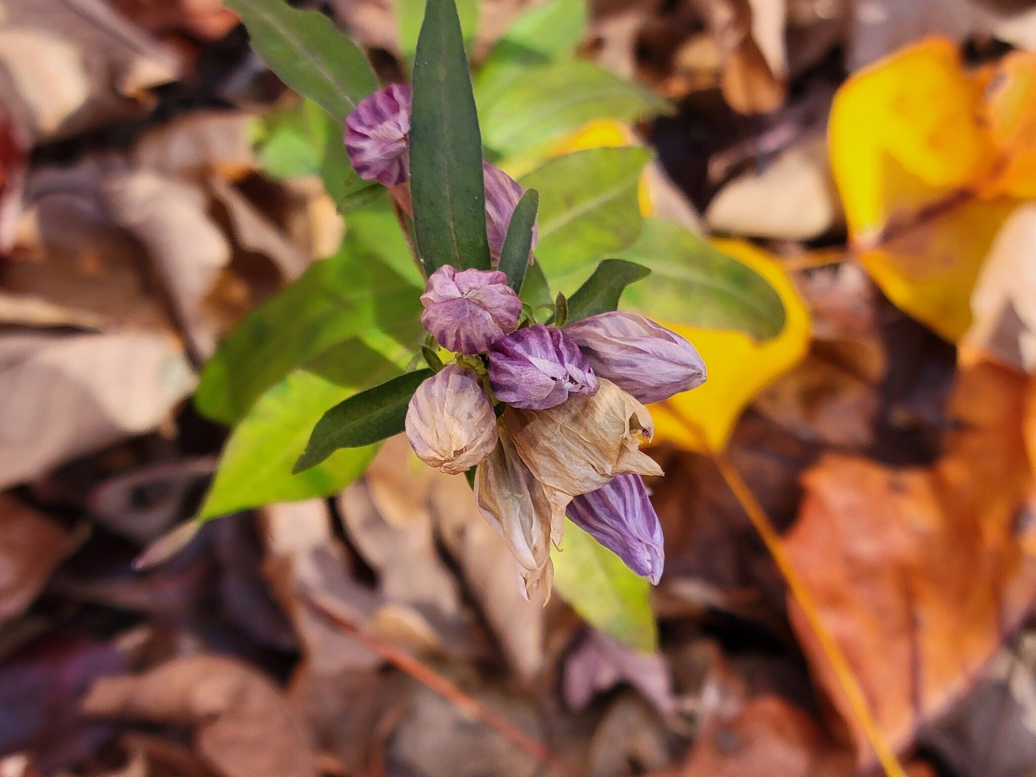 This Showy Gentian was a surprise!
