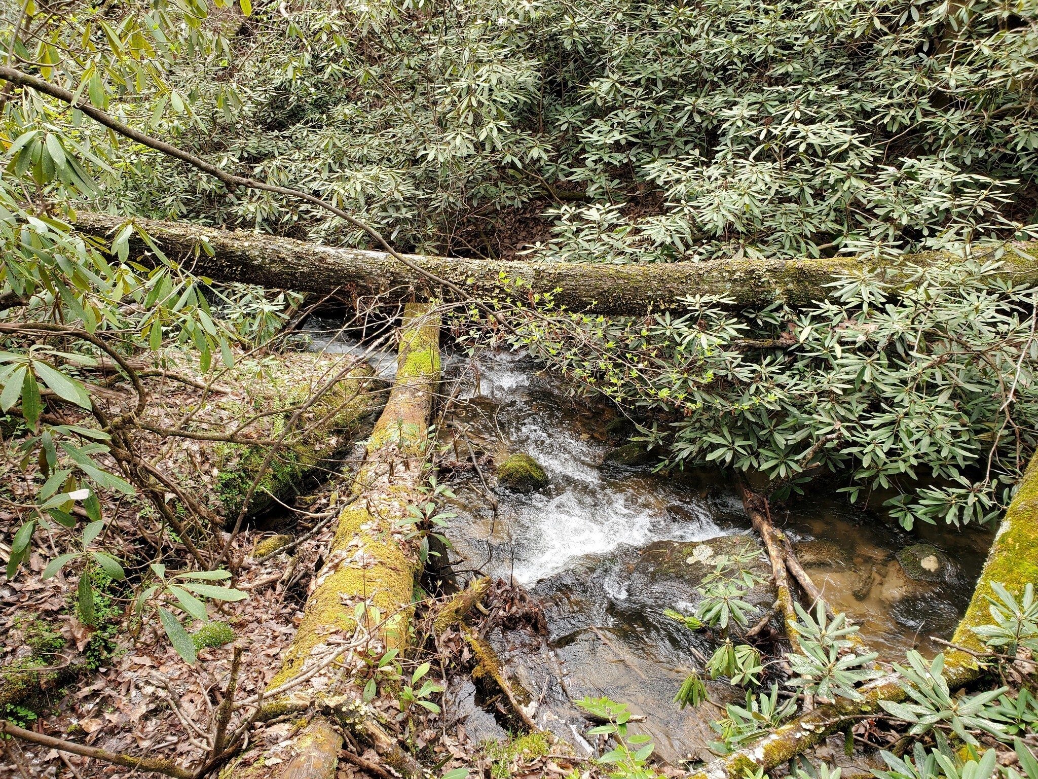 It was disappointing we could not access Crane Falls from this side of the creek.  This is somewhere above the falls.