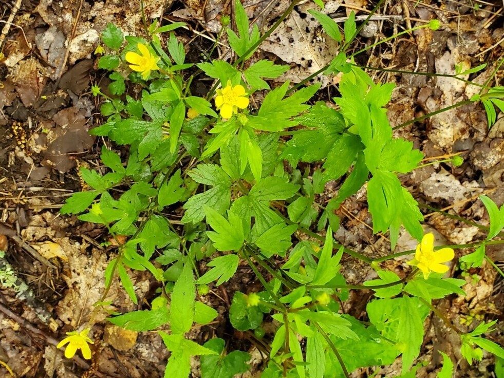 Bristly Buttercup