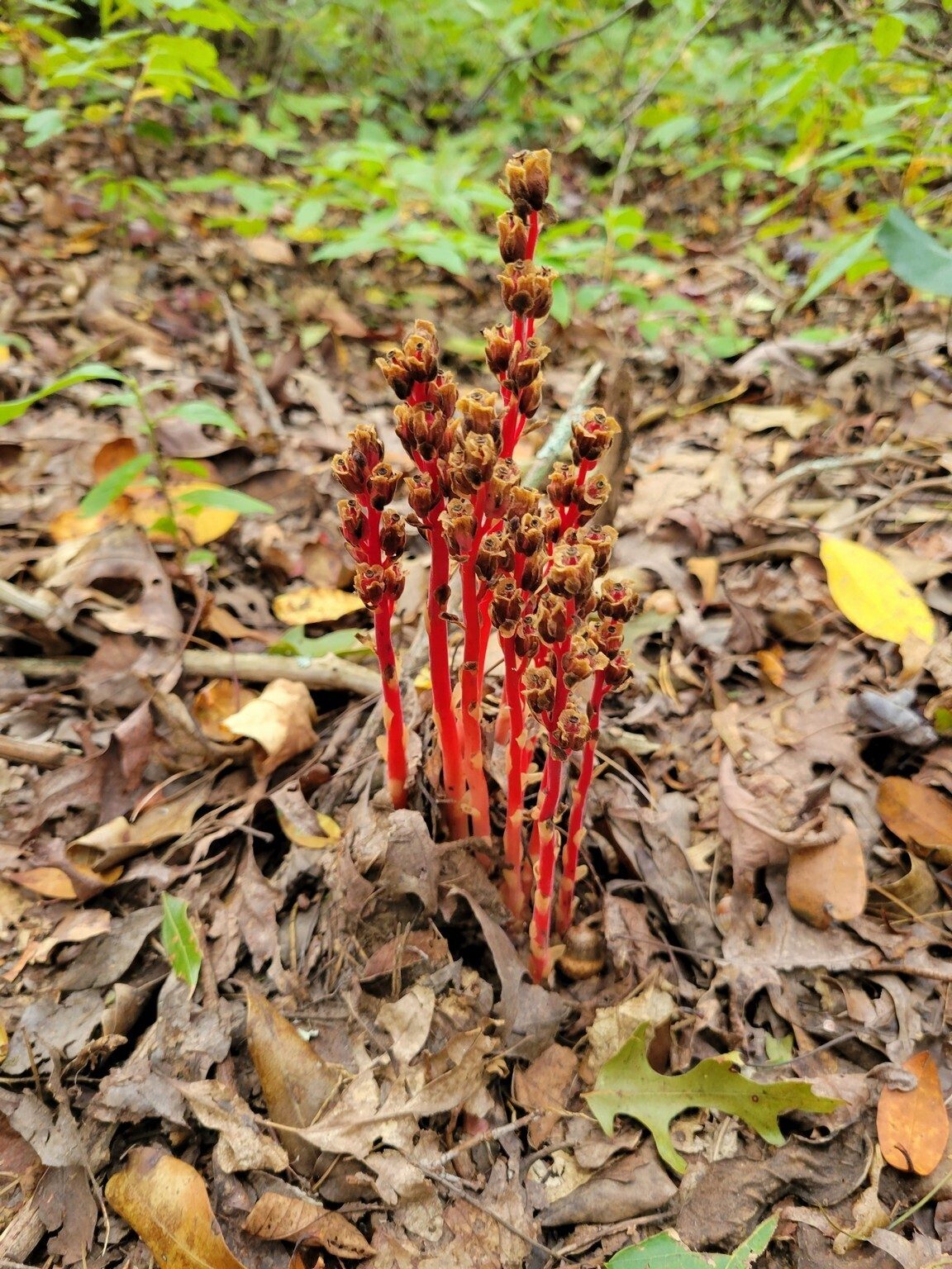 What brilliant red color of this Pinesap!