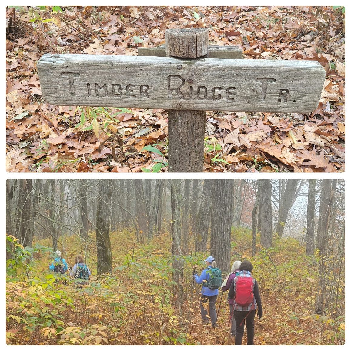 So it's on to the Timber Ridge Trail.  Well blazed, but not as well maintained as the AT.