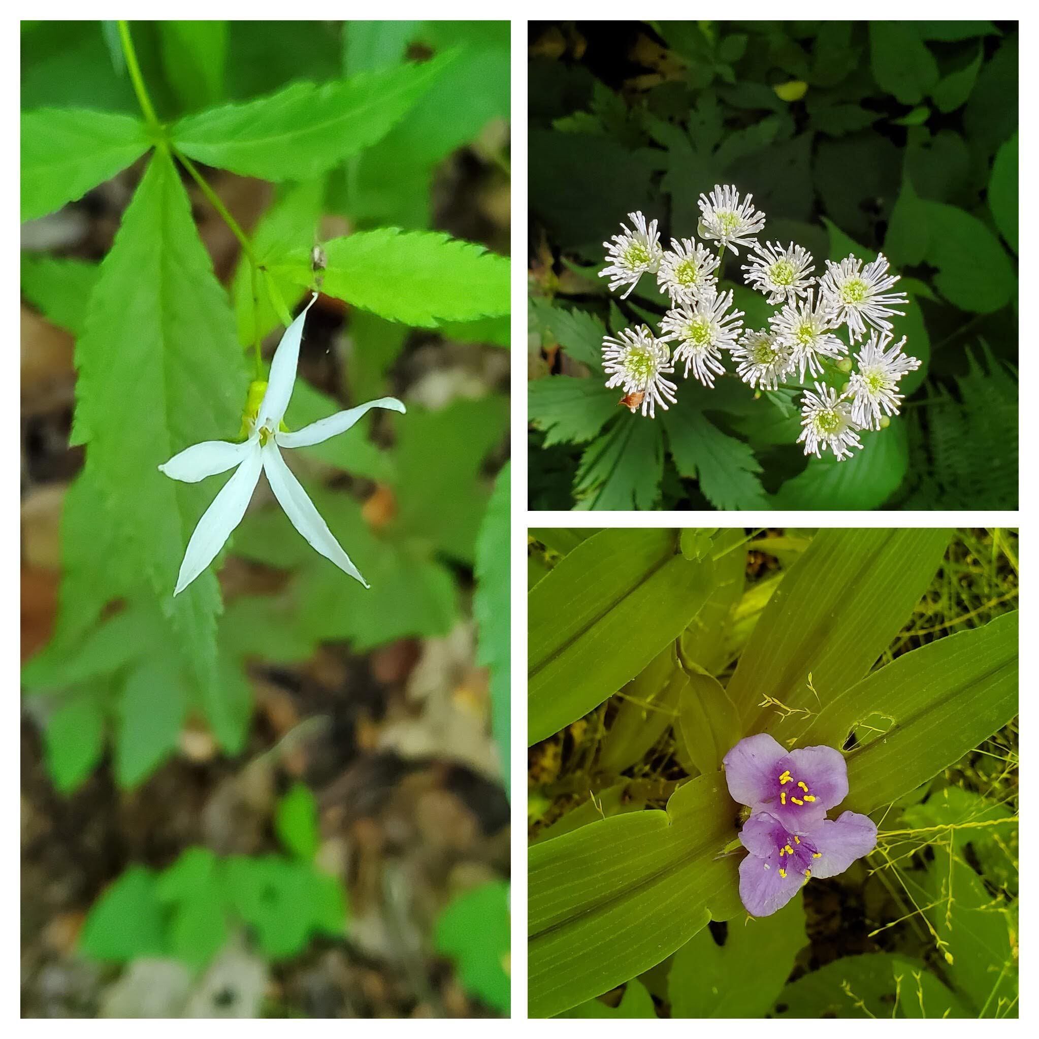 Other wildflowers seen early in the hike: L-Bowman's Root; UR-Tassel Rue; LR-Spiderwort