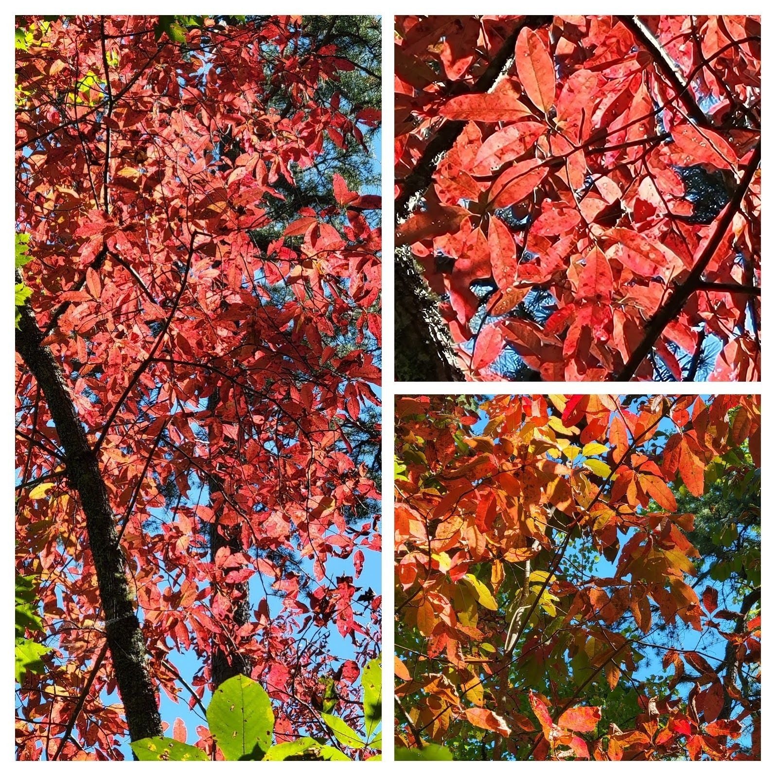 A cluster of Sourwood trees showing off their early fall colors.