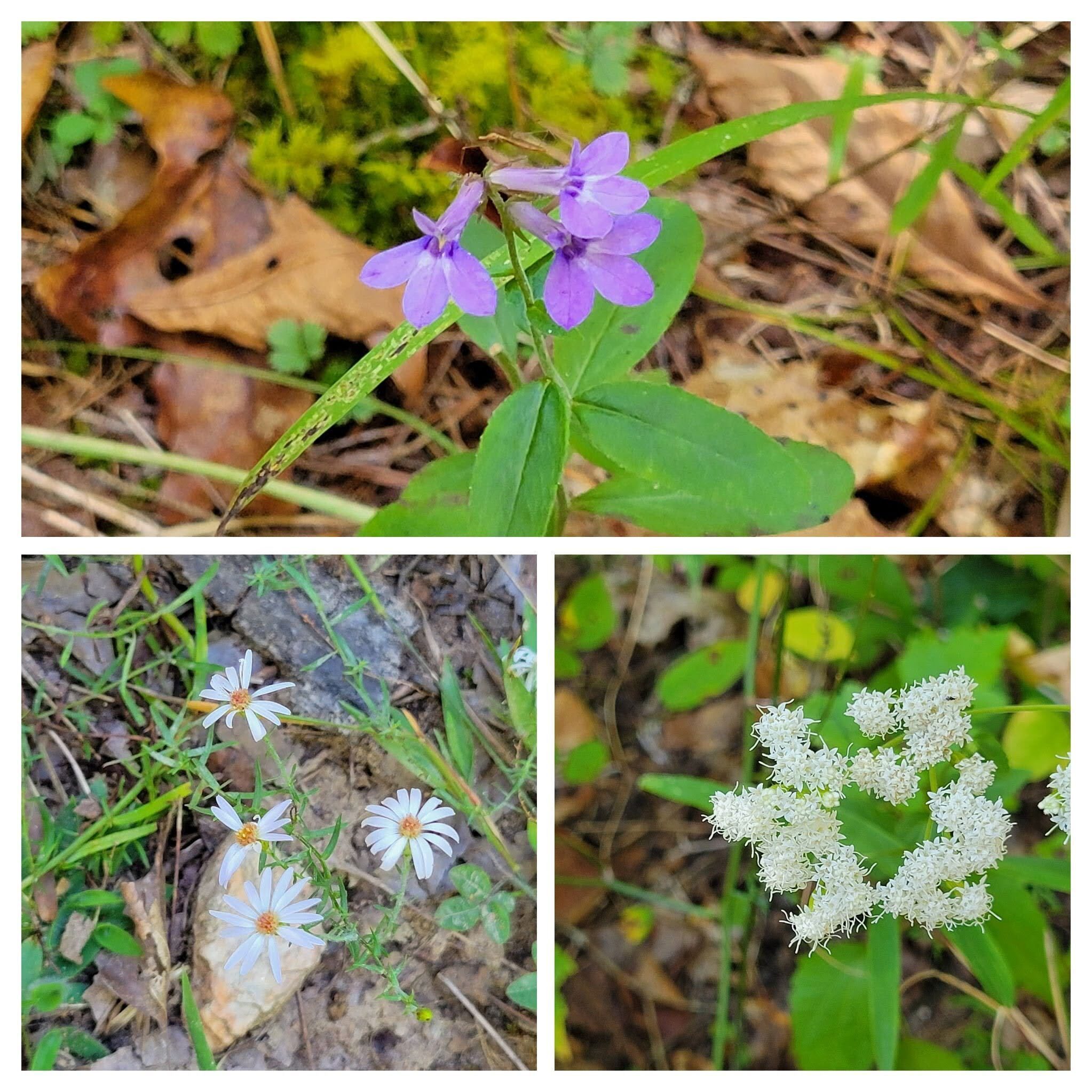 Not many wildflowers today, but still nice to see.