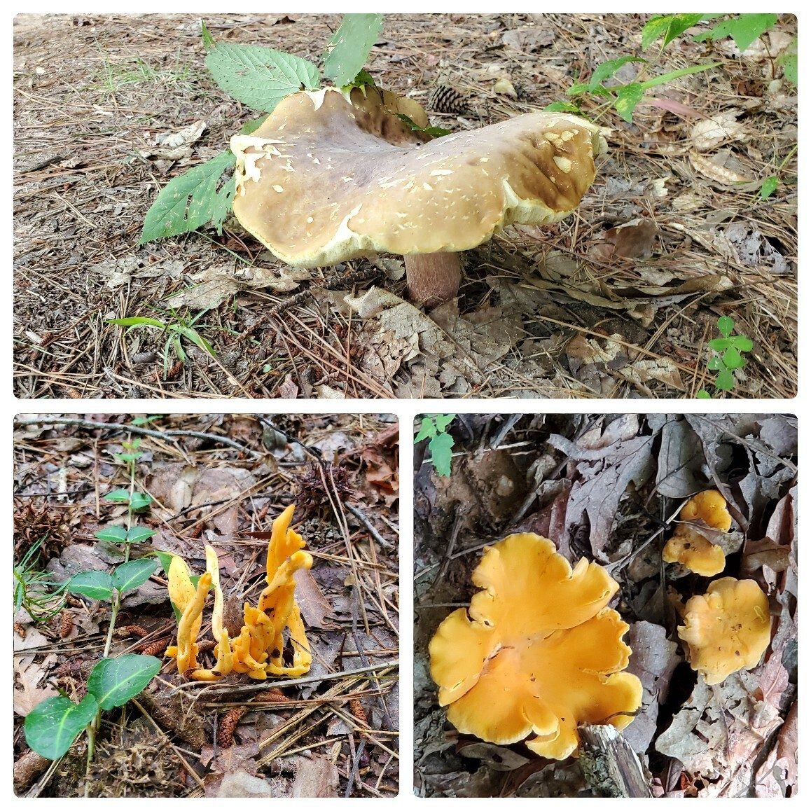 A few, but not a lot of fungi along this trail.