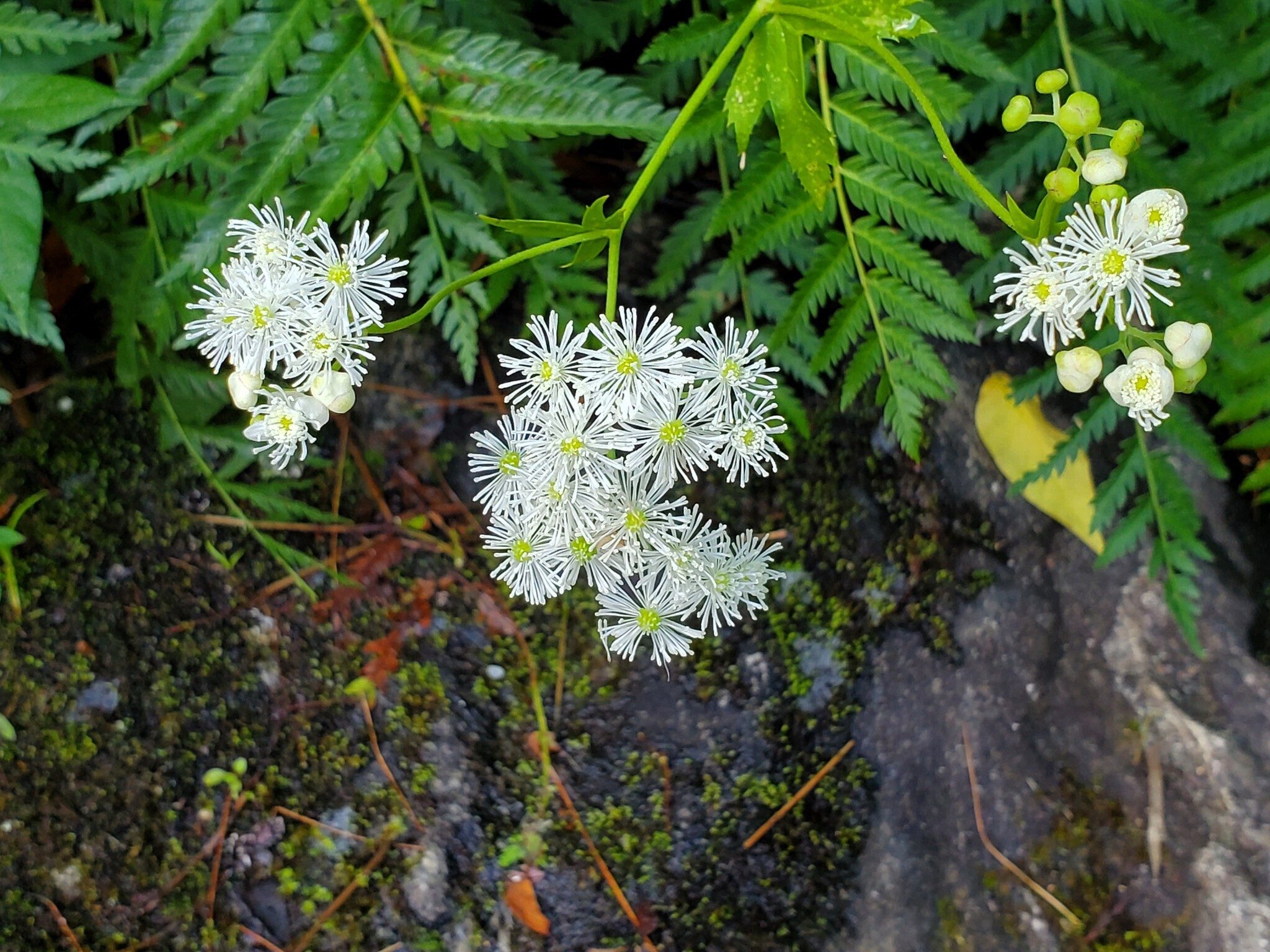 Could this be Tassel-rue (aka Carolina bugbane)?  Also found along the shoreline near Dicks Creek Falls