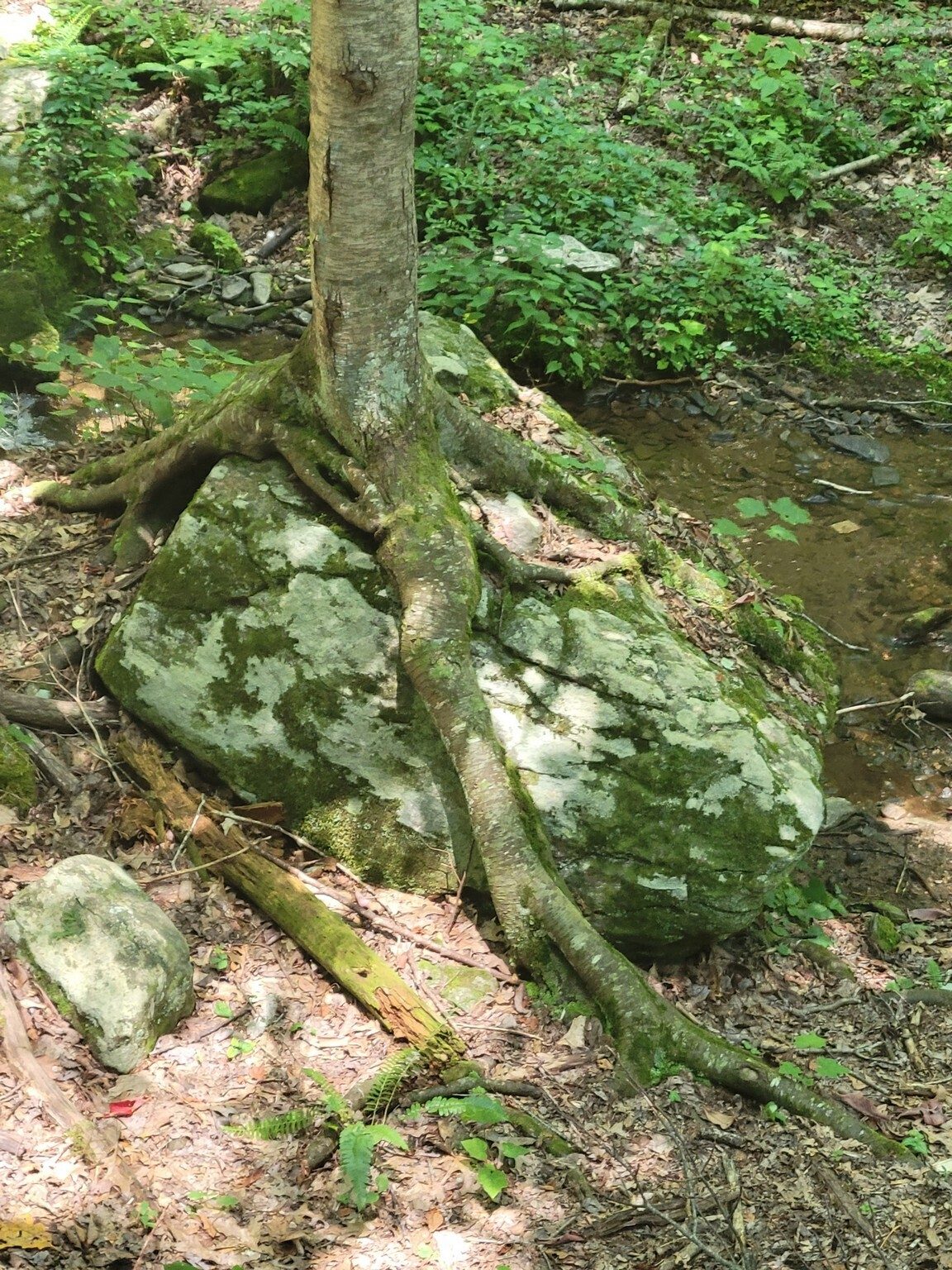 And lastly, we cannot forget about this well known "tree growing on a large boulder" feature along Burnett Branch as we finish our hike.
