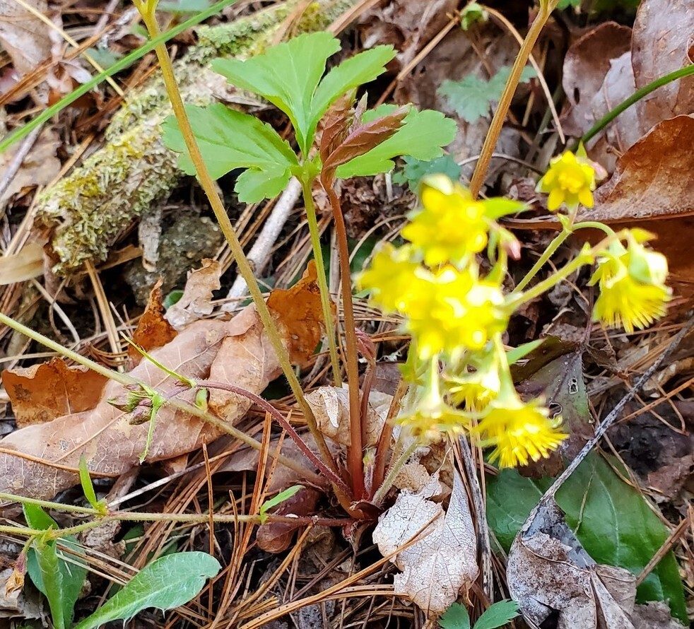 This Barren Appalachian Strawberry was a surprise. . .  terrible photo!