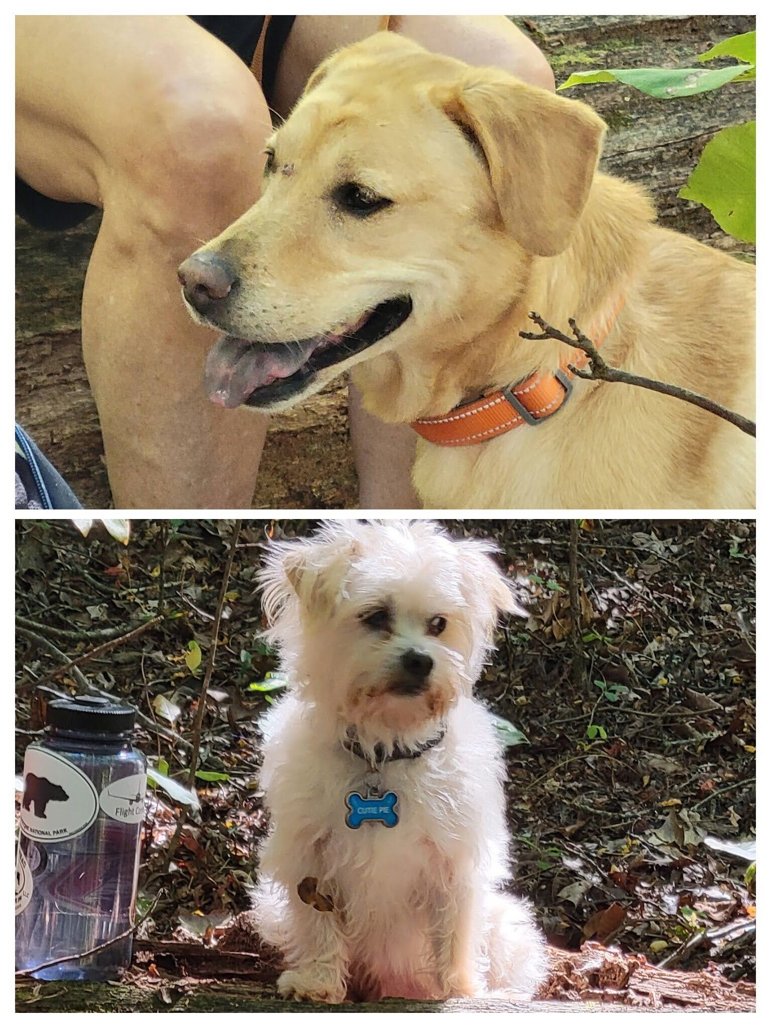 Trail dogs Squirt and Cutie Pie just "people watching."