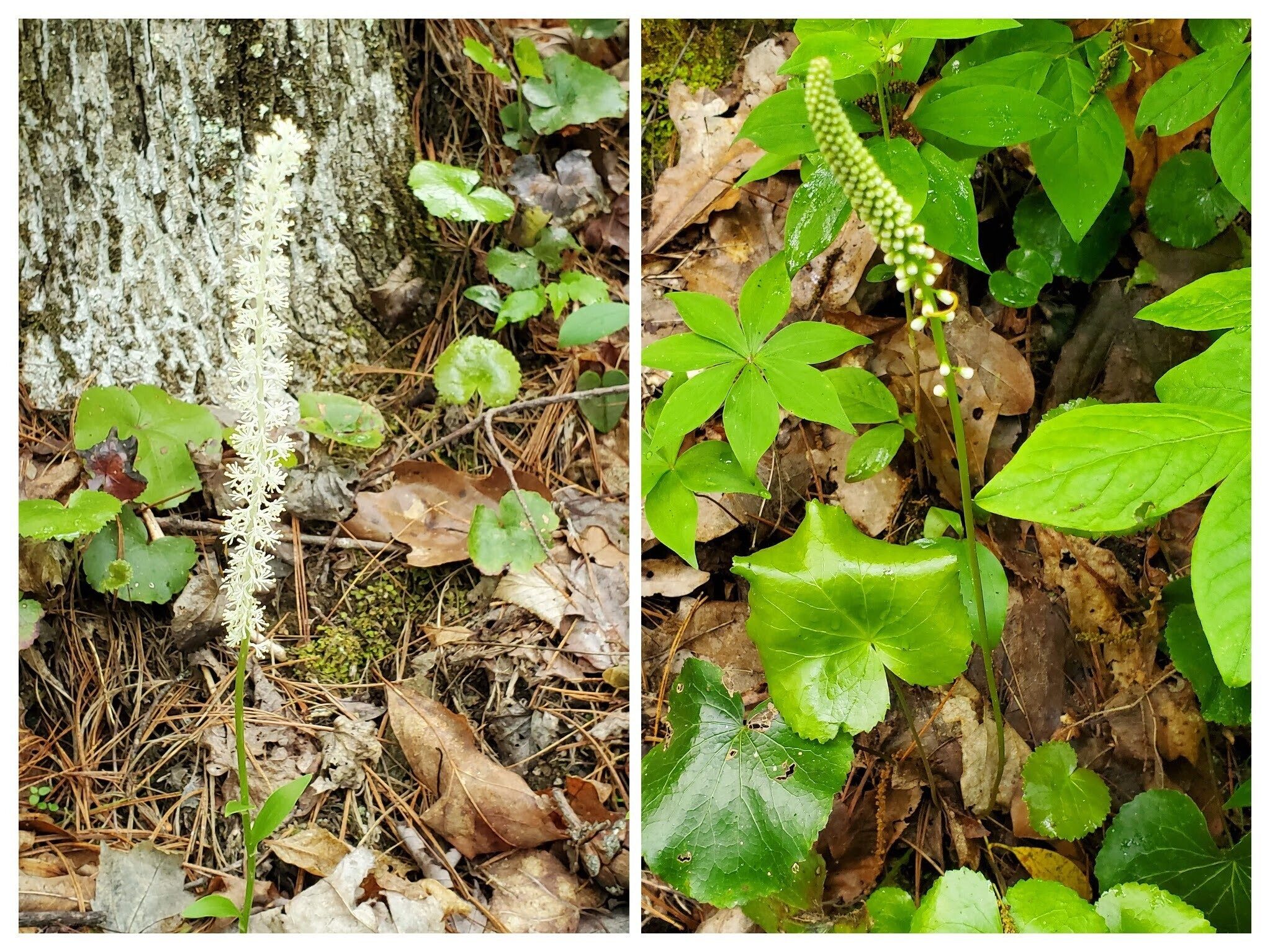 Left: Fairy Wand??? Right: Galax