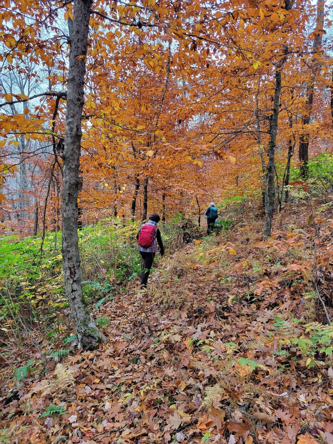 Headed into a grove of American Beech trees.