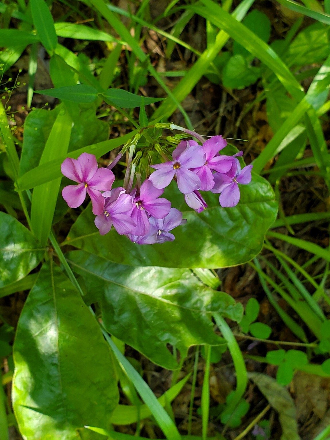 We did see a few of these Native Geraniums.