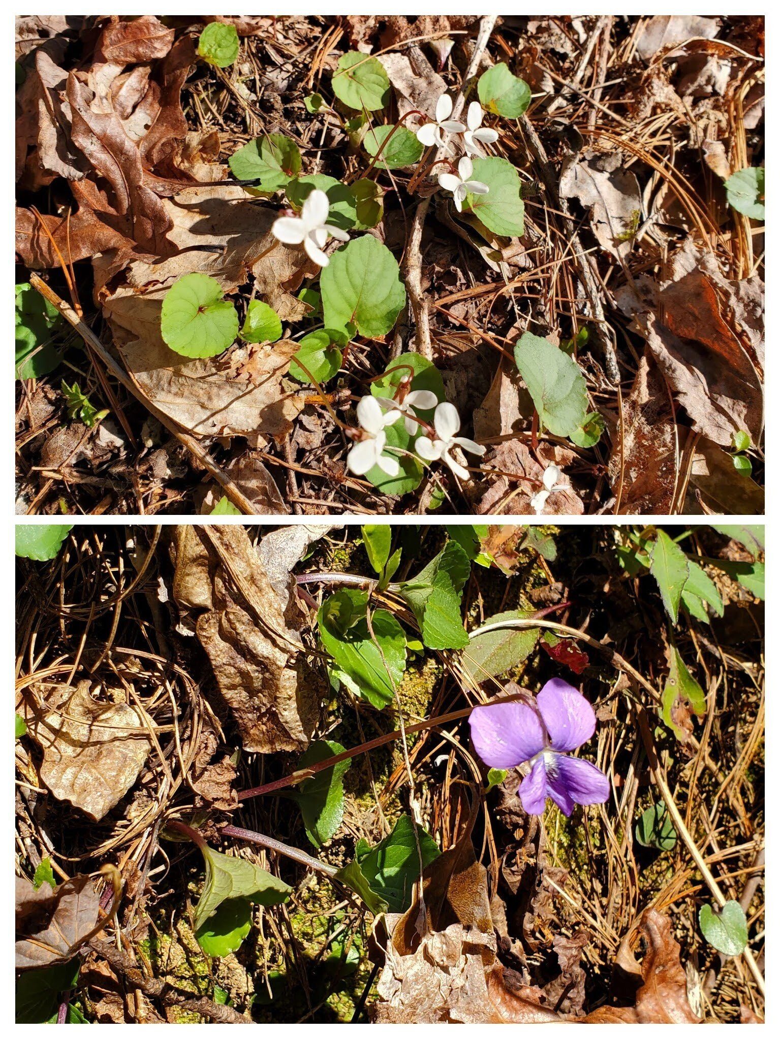 We saw the usual violets including some yellow Halberd-leaved violets not shown.