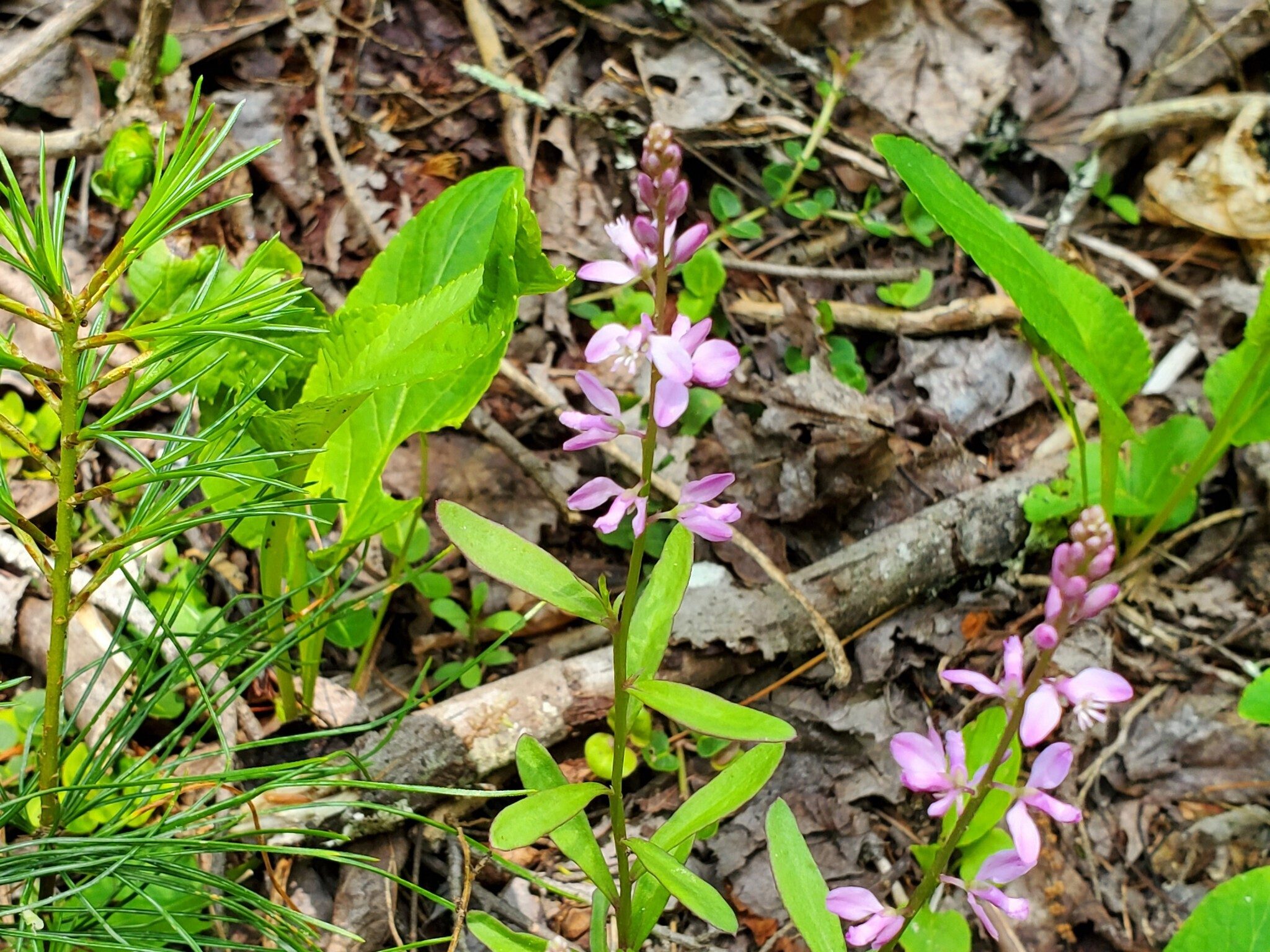 Oops, couldn't forget this wildflower I have not seen before: Racemed Milkwort.
