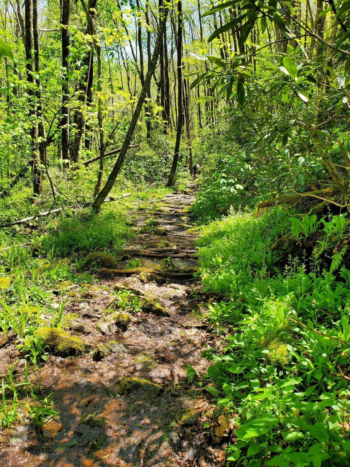 And a bit boggy and rooty in other sections.