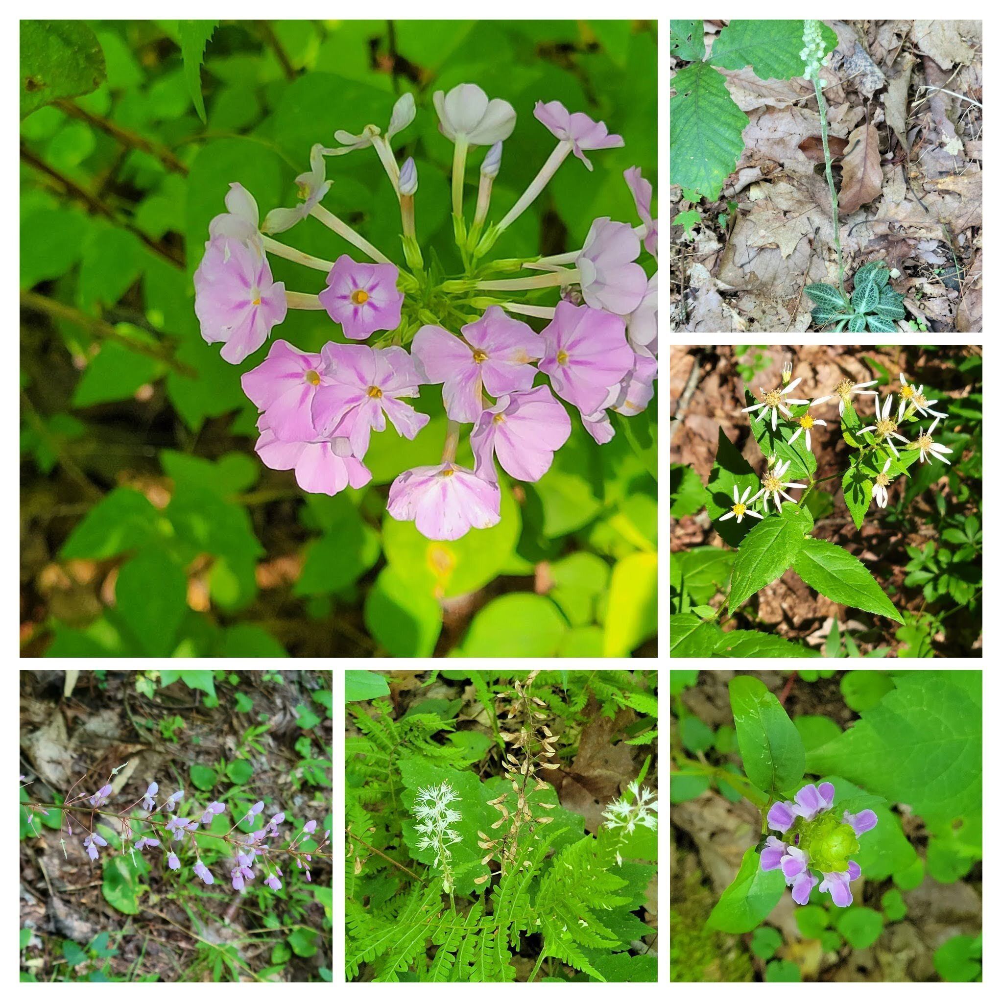 Just sporadic instances of a few summer wildflowers.