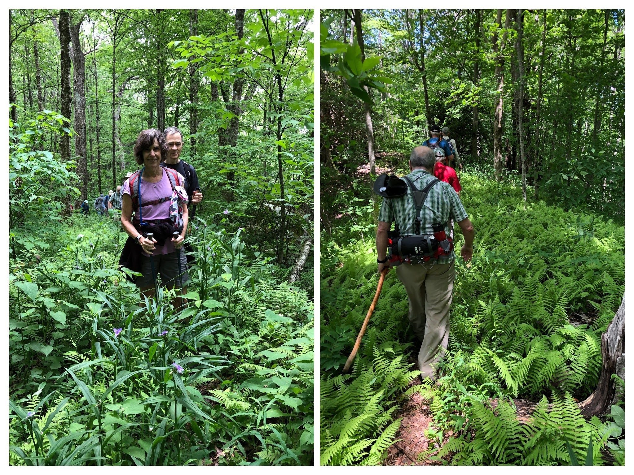 Just a walk in the woods.  Think how high this stuff will be at the end of the summer.