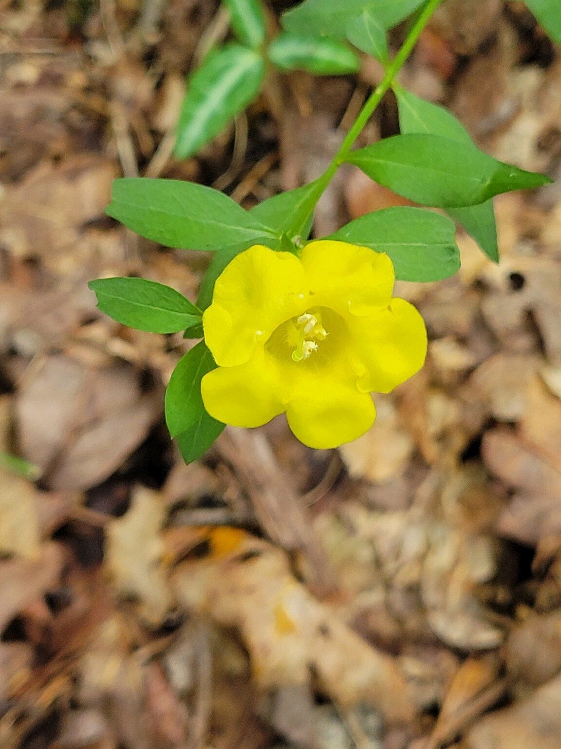 How about this solitary Smooth False Foxglove!
