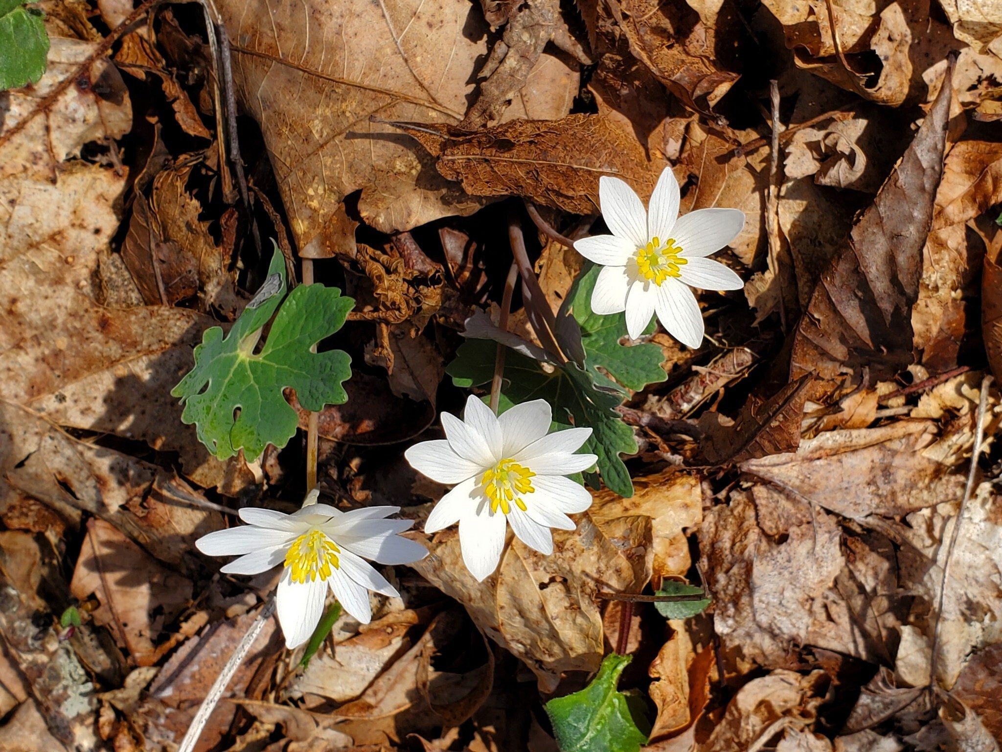 Finally enough sunlight for the Bloodroot to bud open.