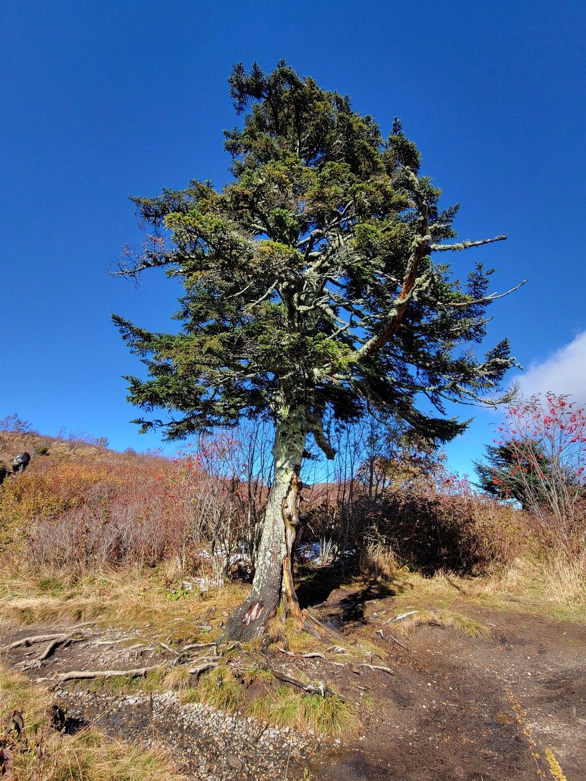 This Fraser Fir (I think) saying goodbye to us along the final stretch of the trail.