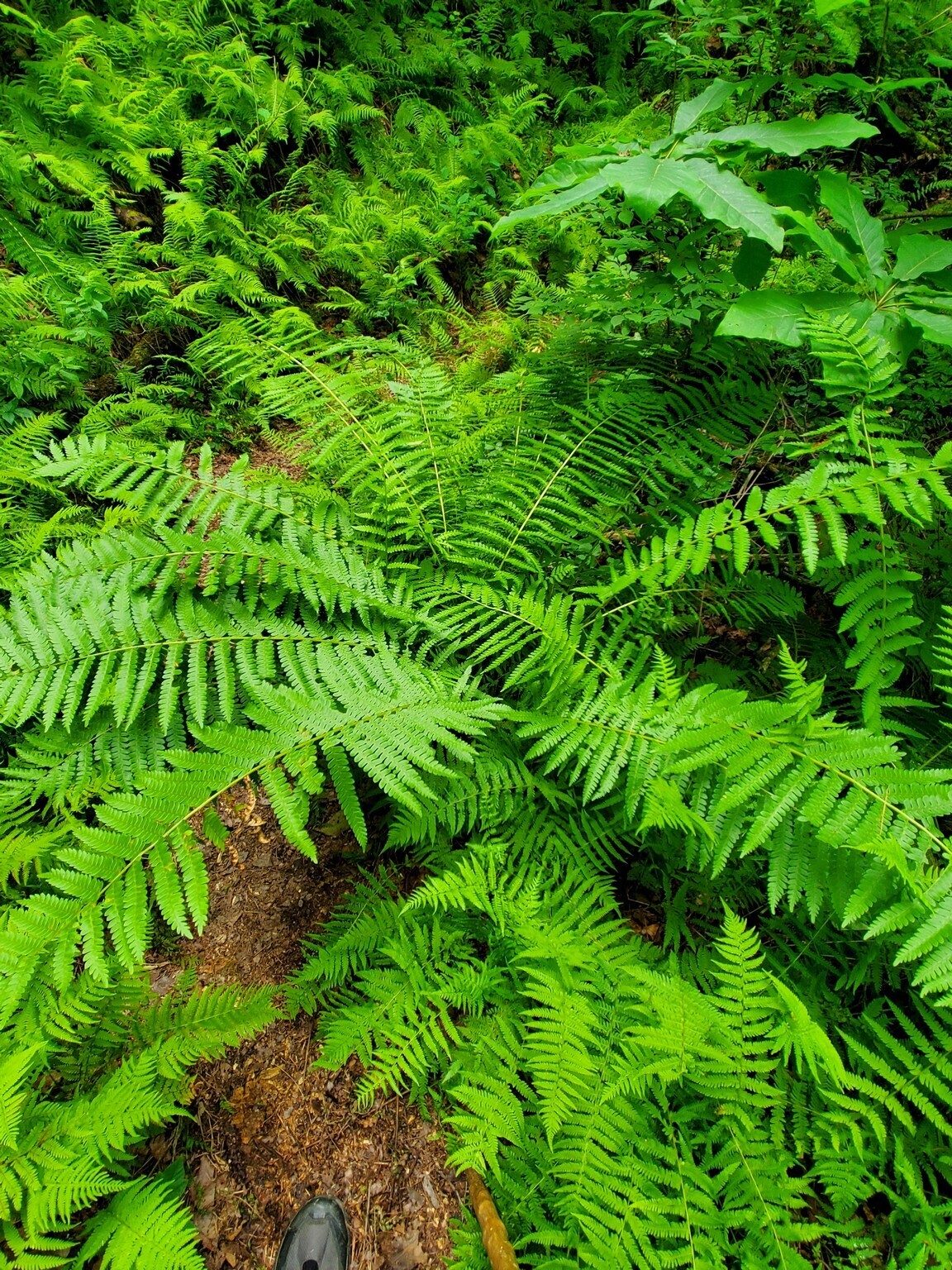Nice Cinnamon Fern, too.