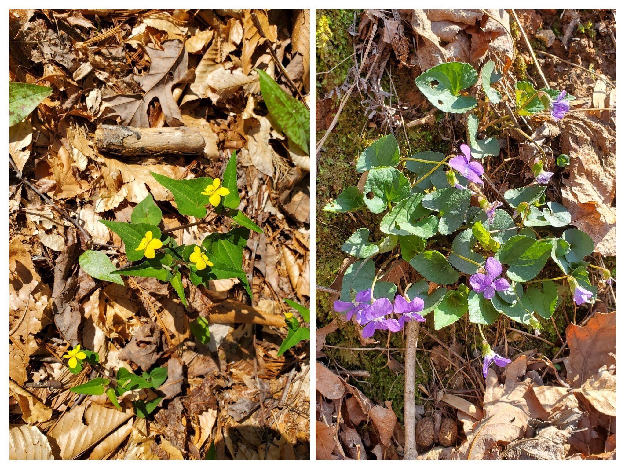 Violets anyone?