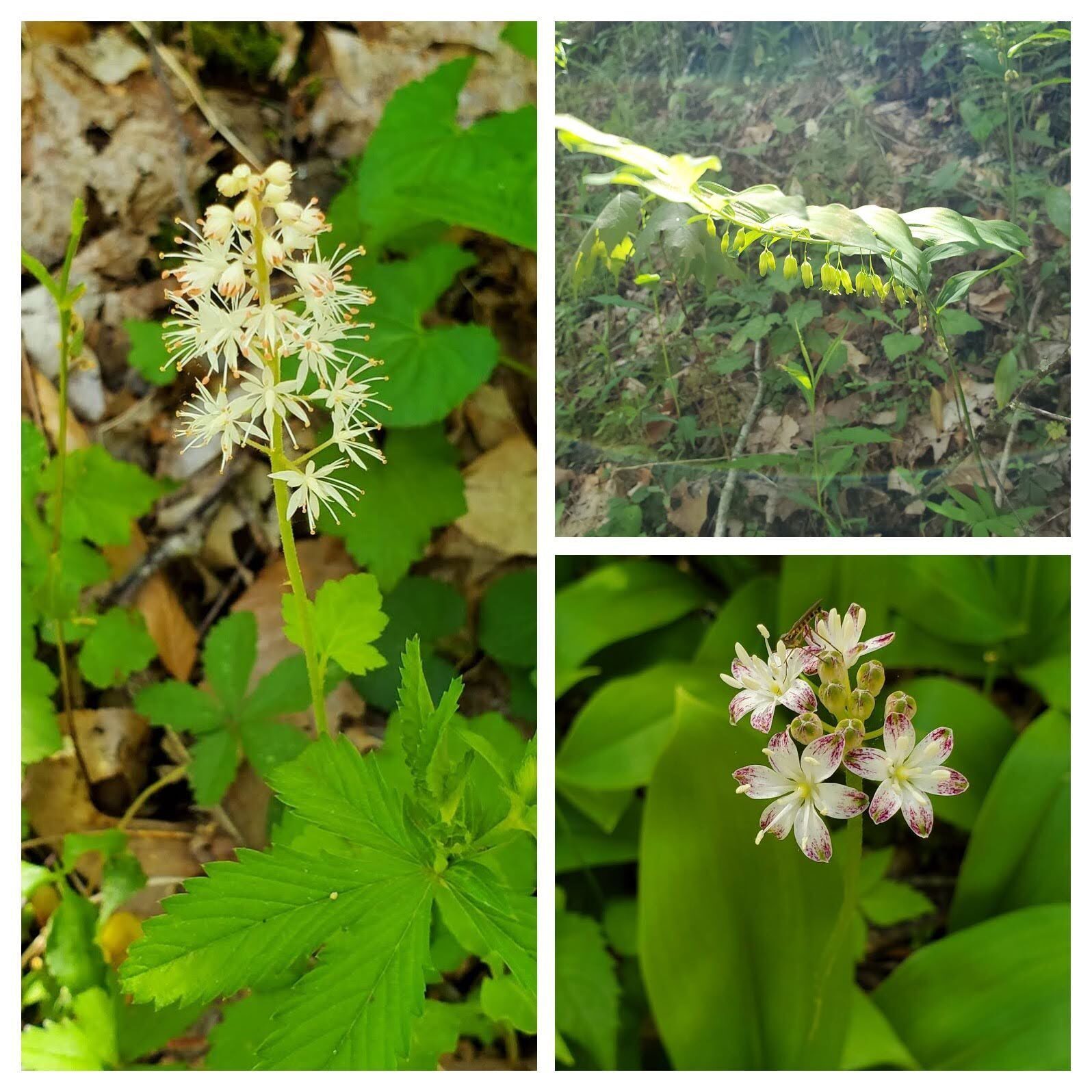 Wildflowers (From the left clockwise): Foamflower, Solomon's Seal & White Clintonia