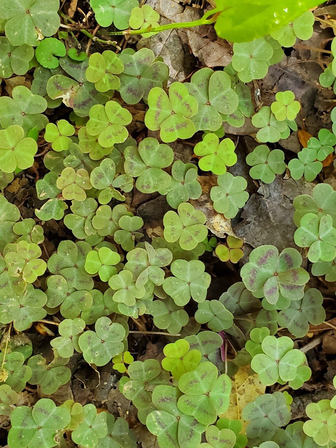 We think a Violet Wood Sorrel, but no blooms to help confirm.