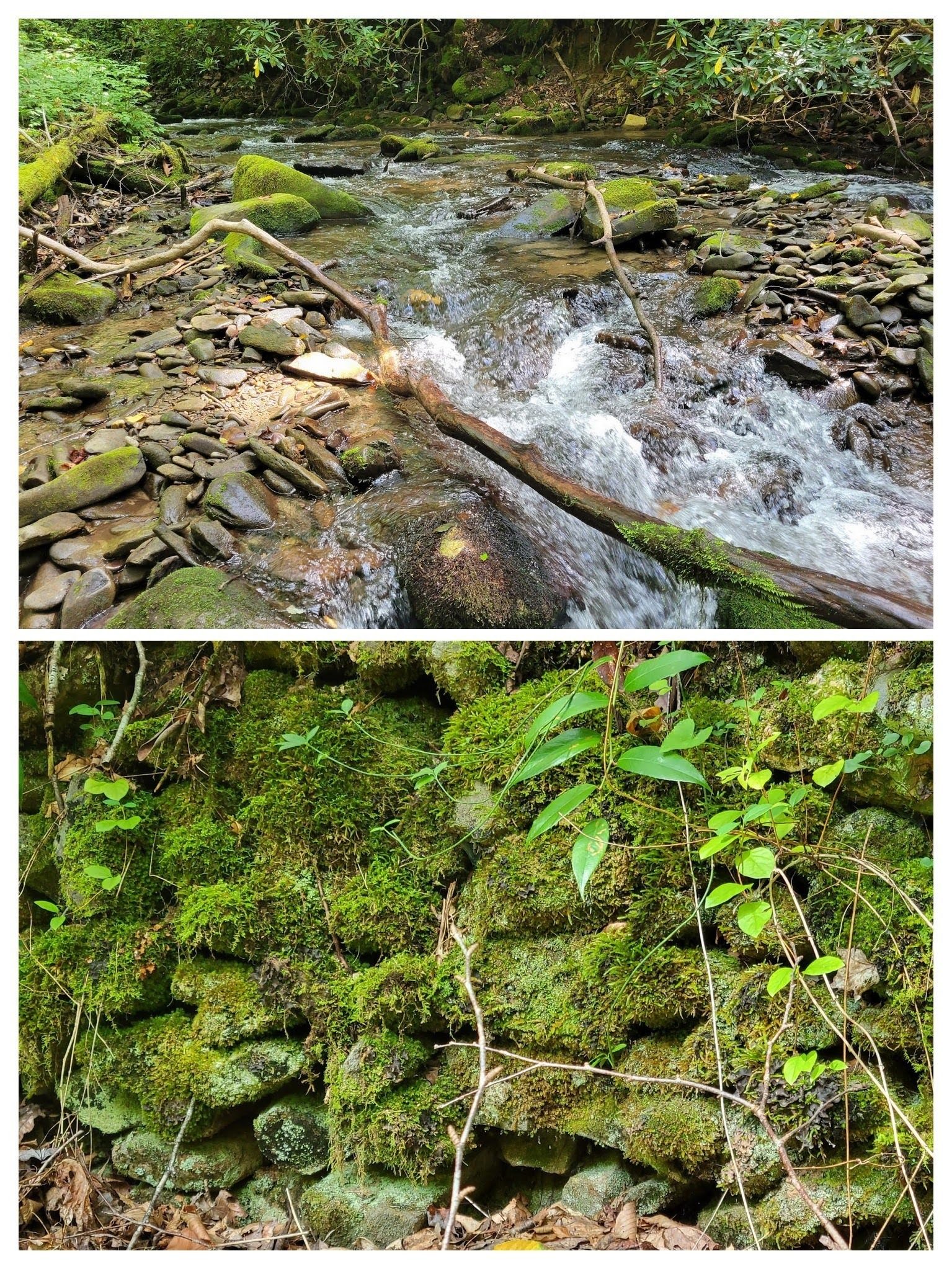 On the backend of this hike we walked along Indian Creek and past this old stone wall.