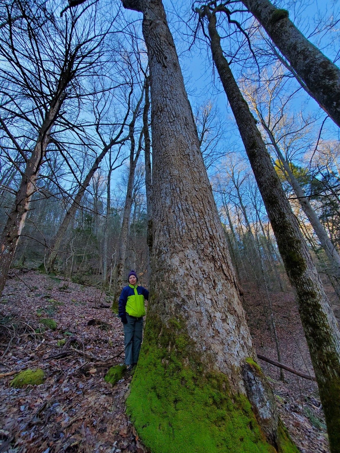 Heather admiring this large Poplar measured at 189 in. circumference and estimated to be 180 years-old.