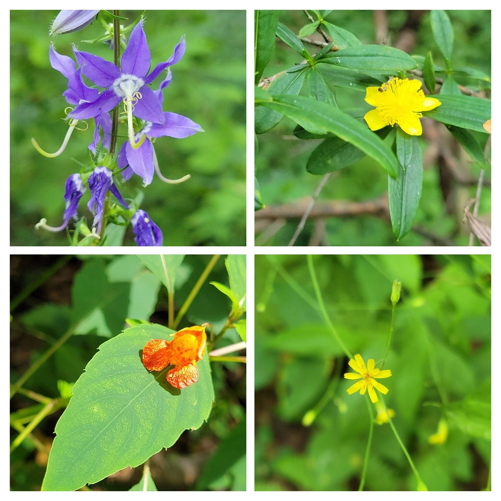 More wildflowers including this Shrubby St. Johnswort in the upper right frame.