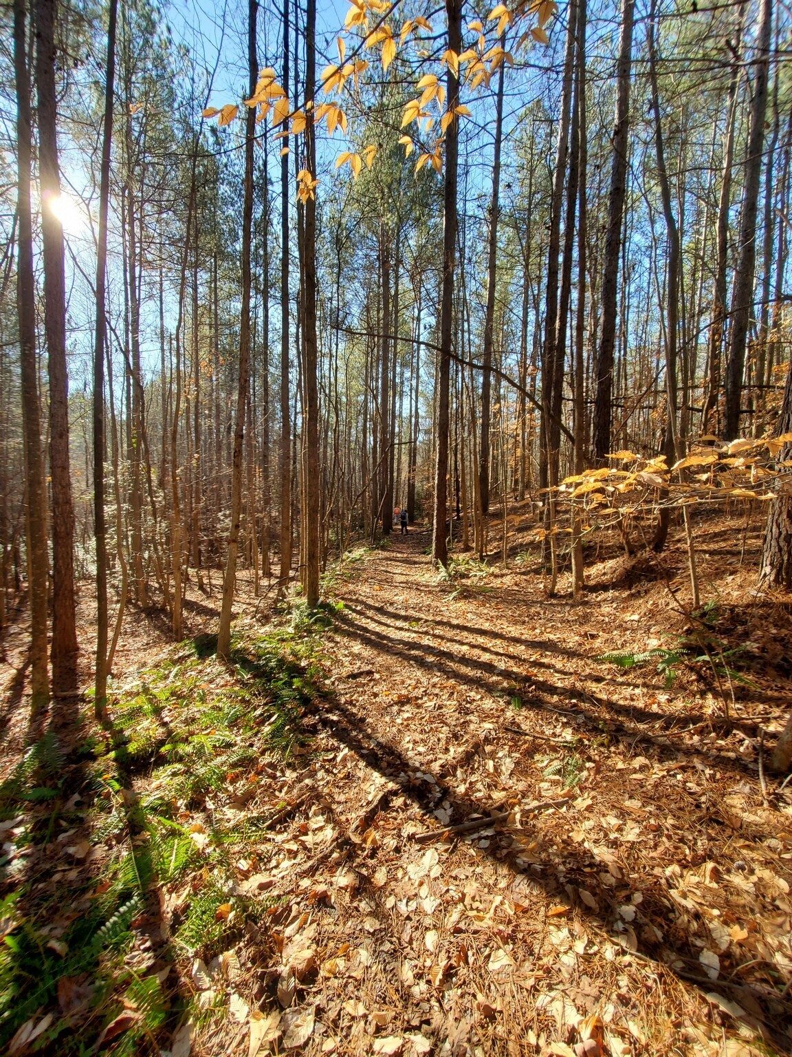 Headed down this short, but wet trail toward Rest Stop Falls.