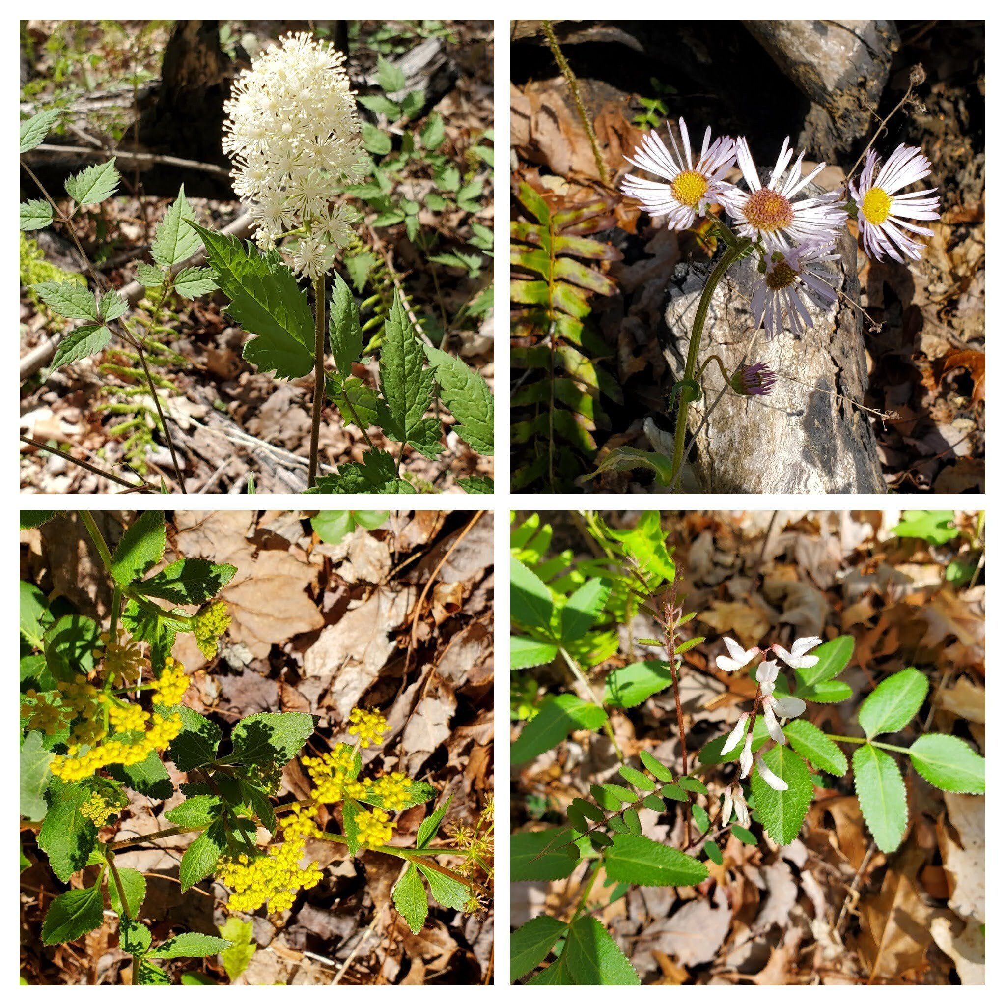 More wildflowers (clockwise from 10 o'clock): Baneberry, Daisy Fleebane, Carolina Vetch, Golden Alexanders