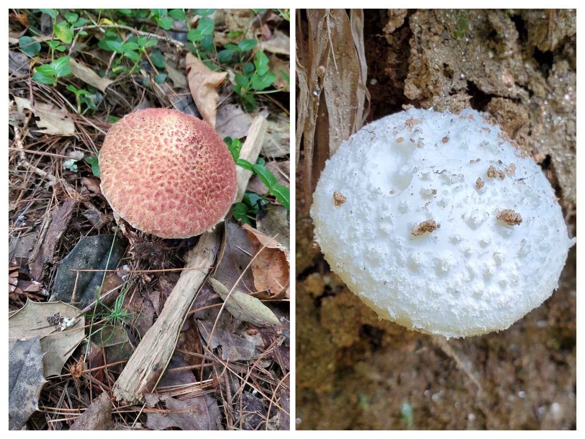 Not a lot of fungus today.  It's been pretty dry.
